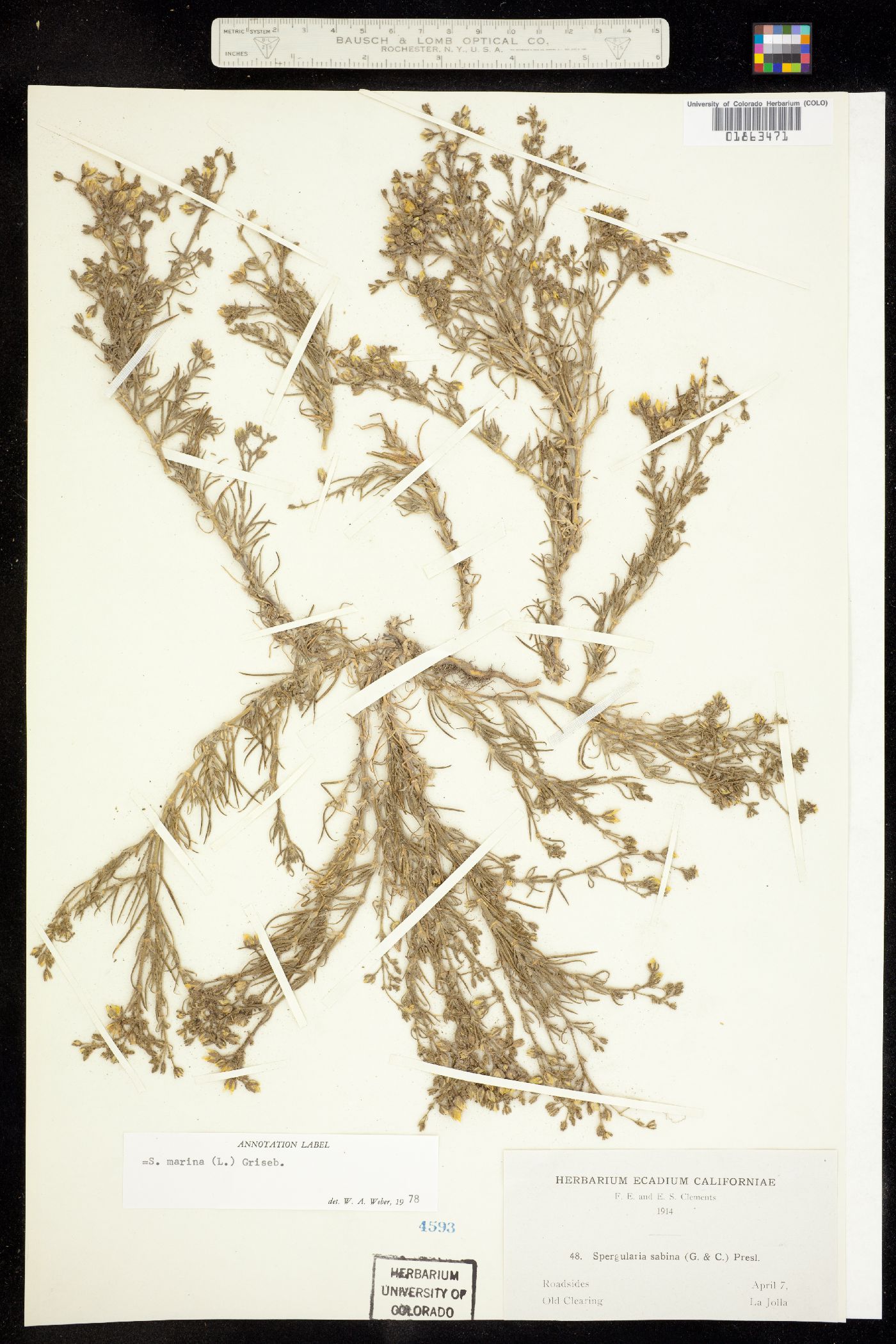 Spergularia marina image