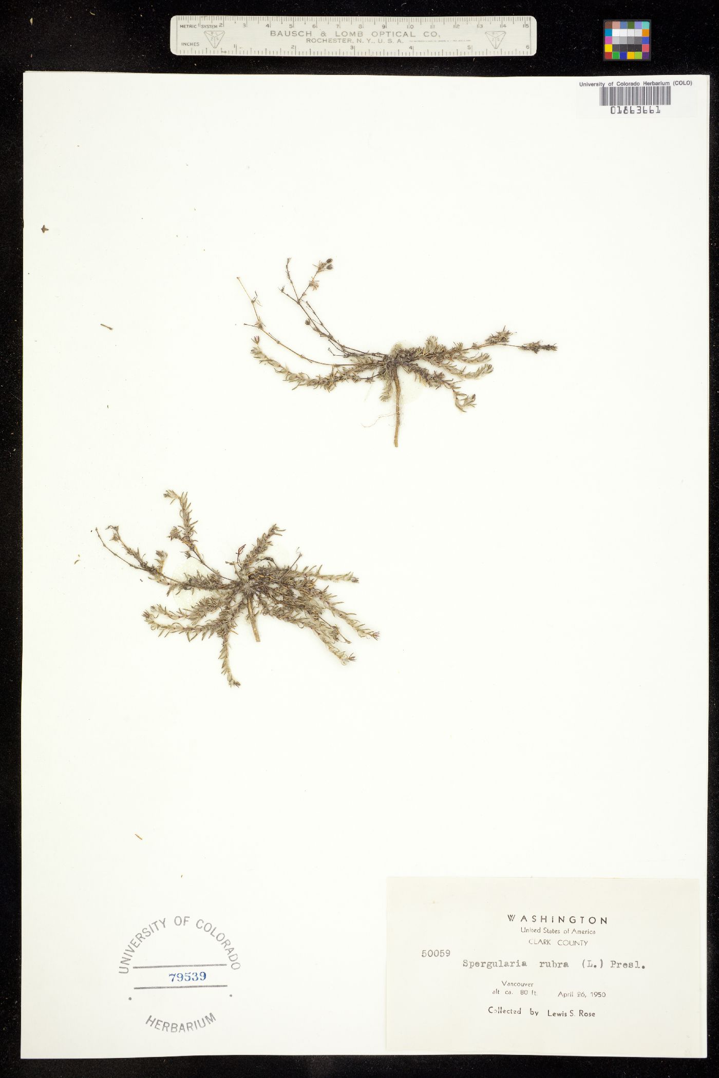 Spergularia rubra image