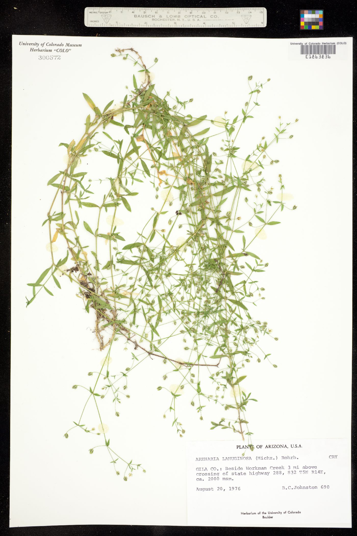 Arenaria lanuginosa var. lanuginosa image