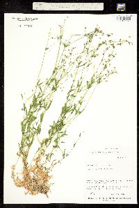 Arenaria lanuginosa subsp. lanuginosa image