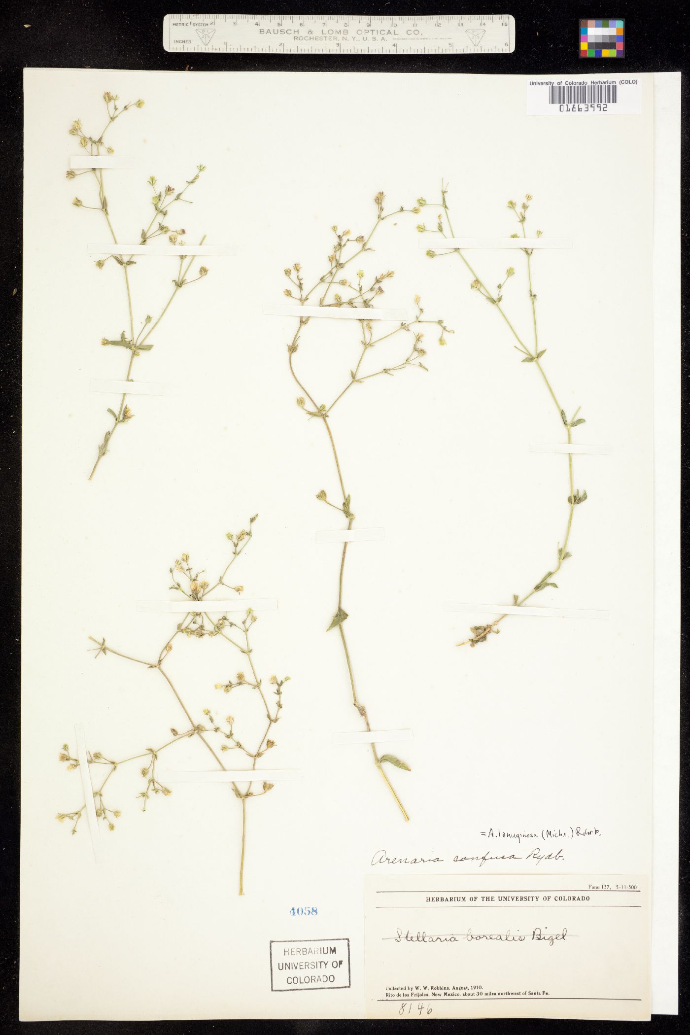 Arenaria lanuginosa var. lanuginosa image