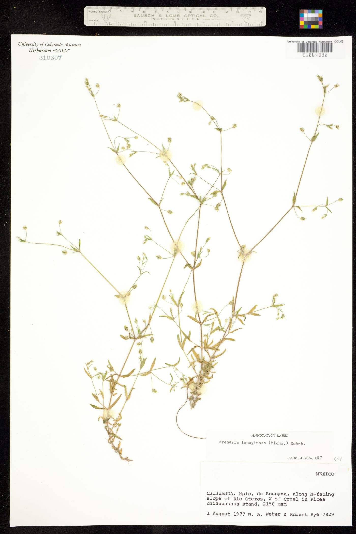 Arenaria lanuginosa var. lanuginosa image