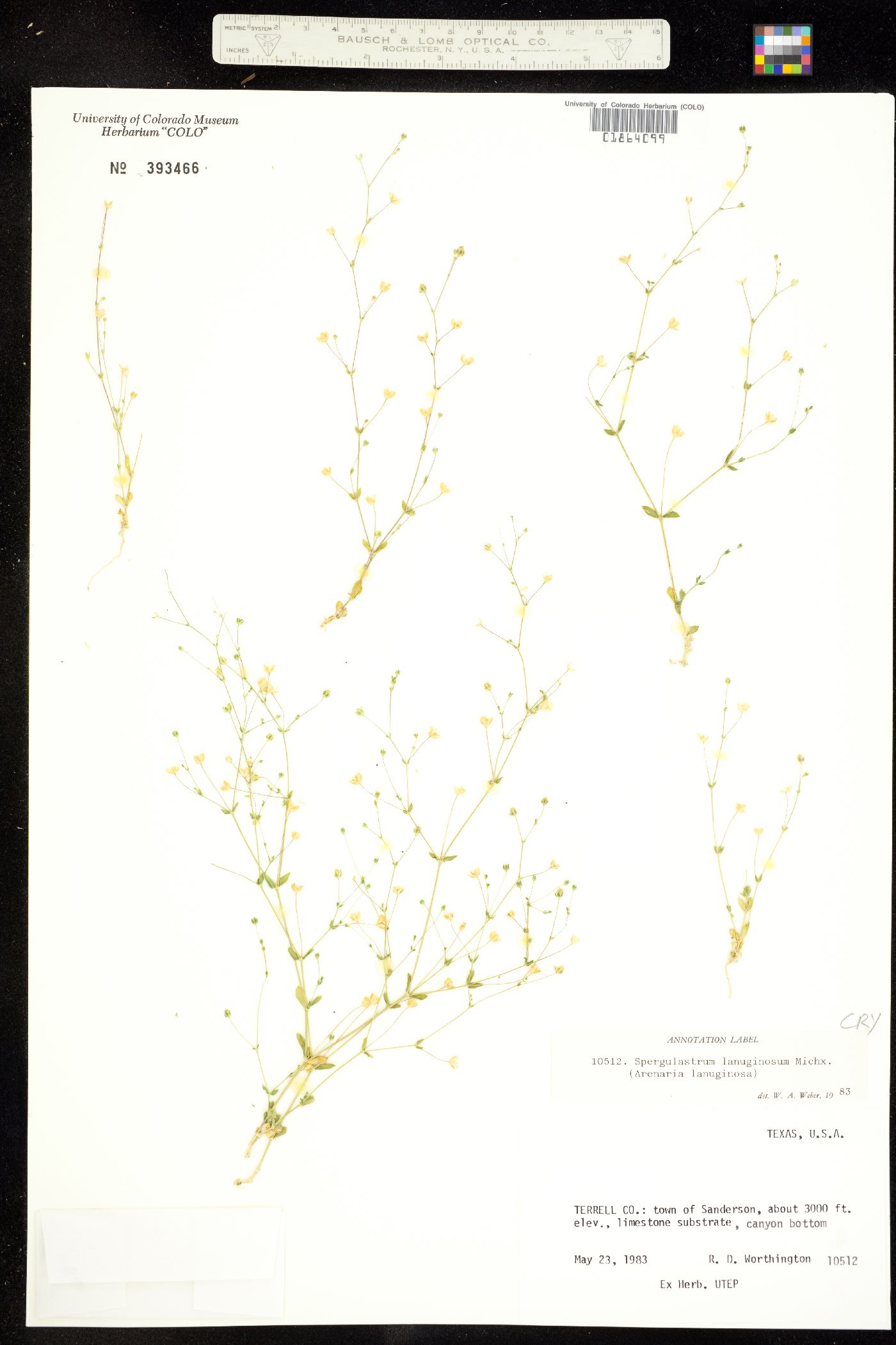 Arenaria lanuginosa var. lanuginosa image