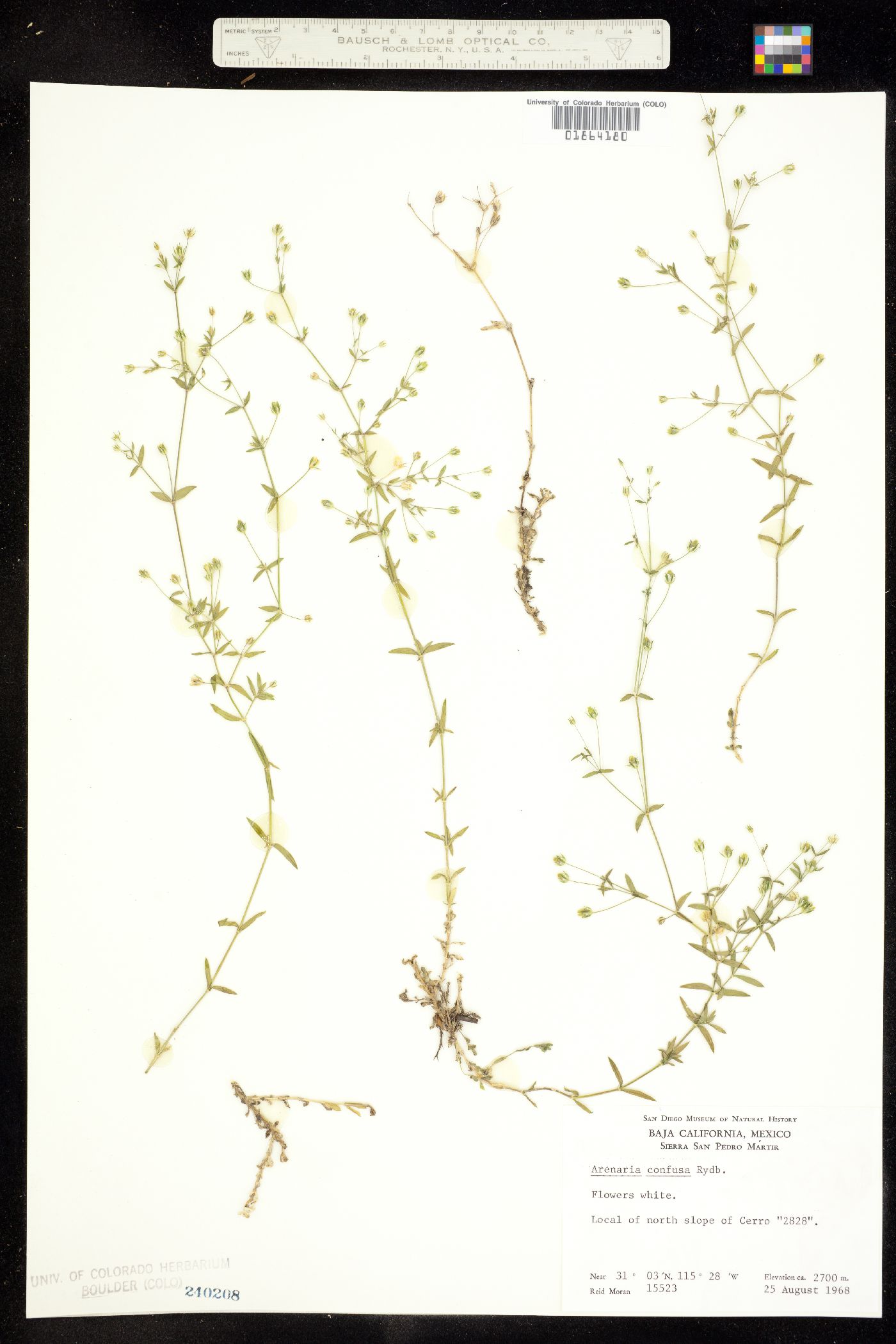 Arenaria lanuginosa image