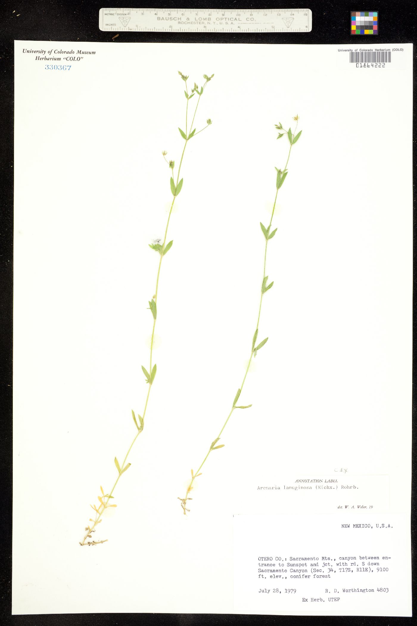 Arenaria lanuginosa var. lanuginosa image