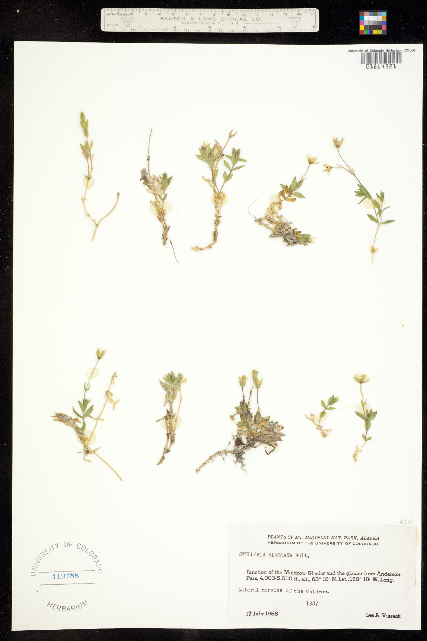 Stellaria alaskana image