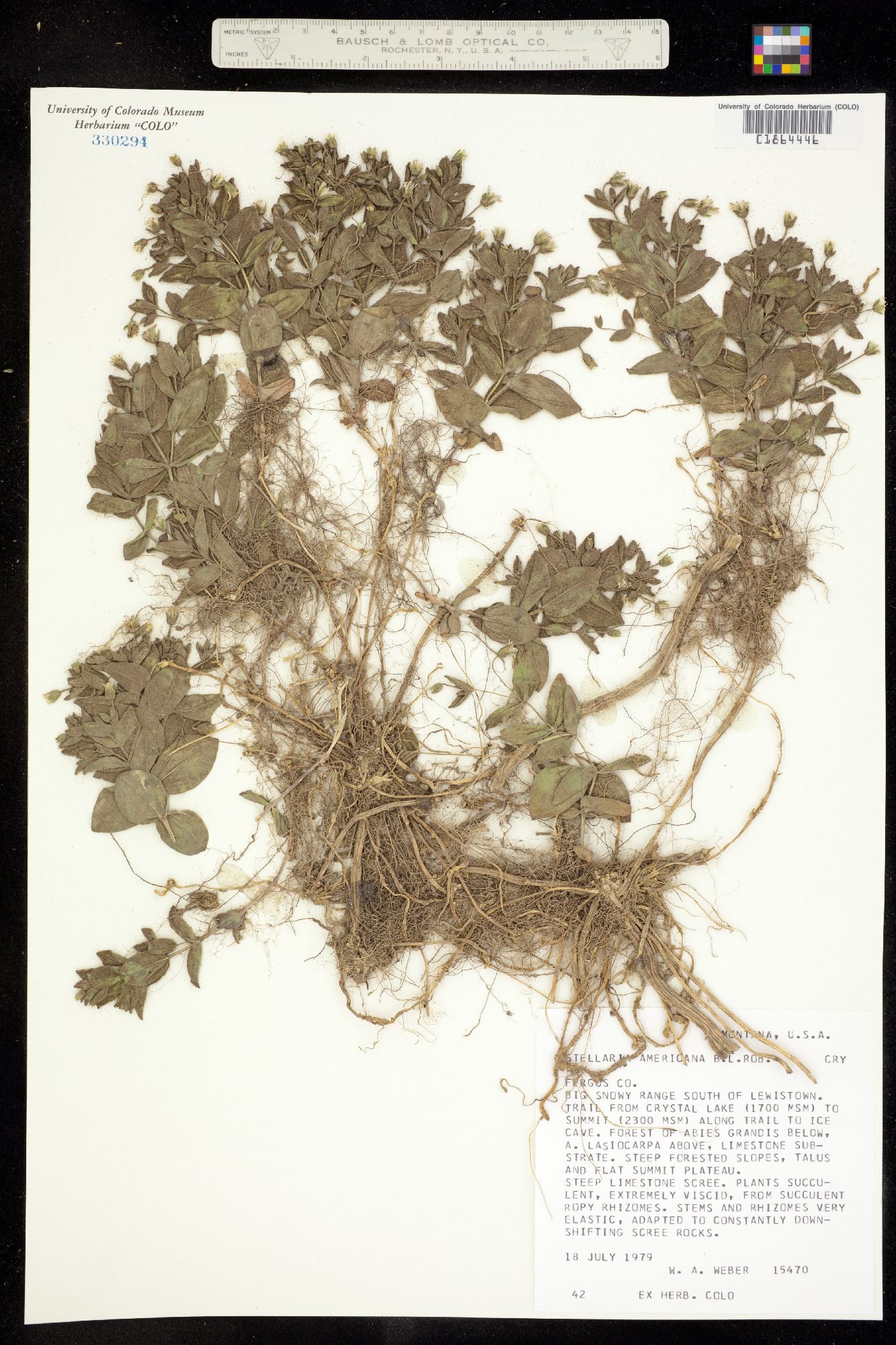 Stellaria americana image