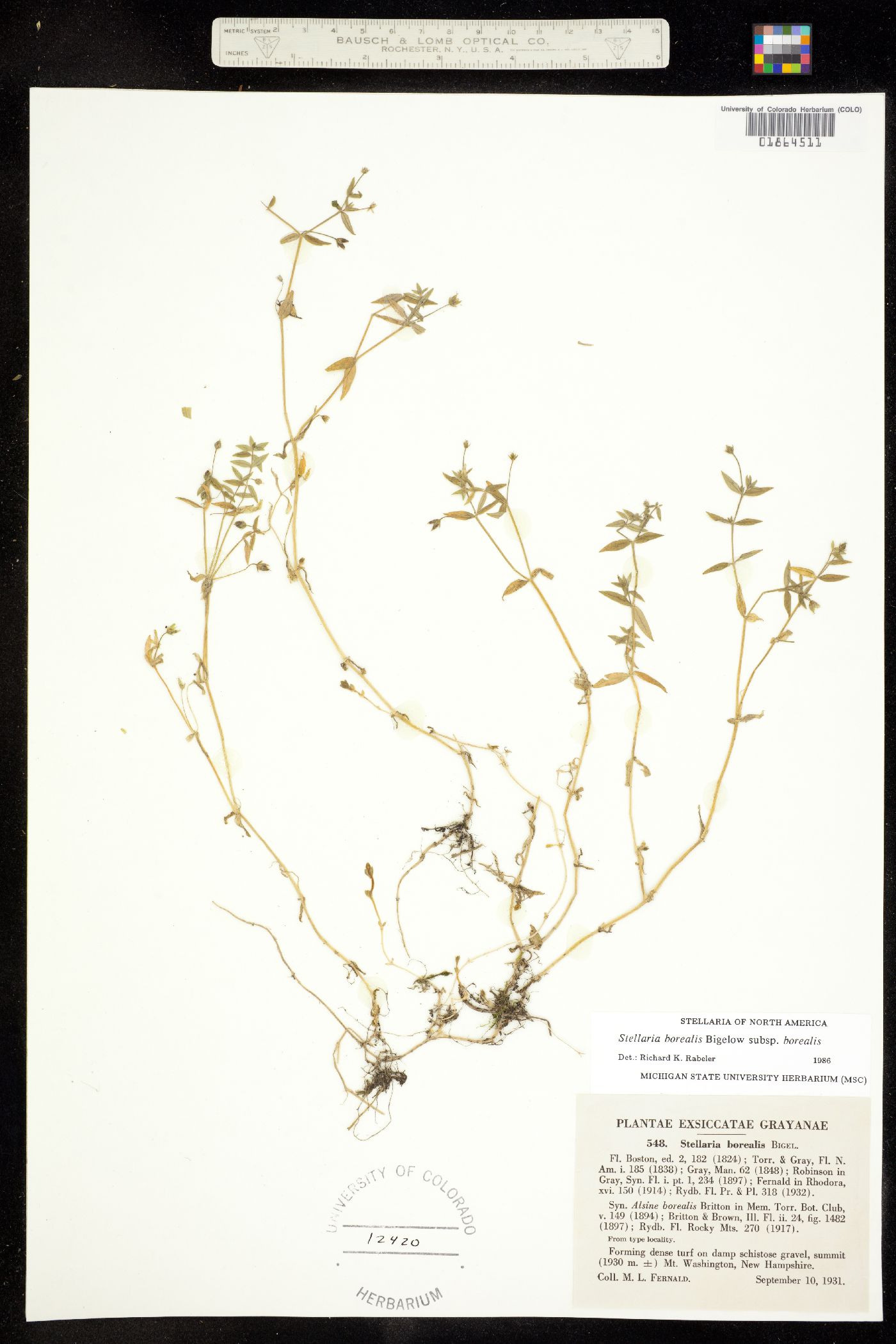Stellaria borealis image