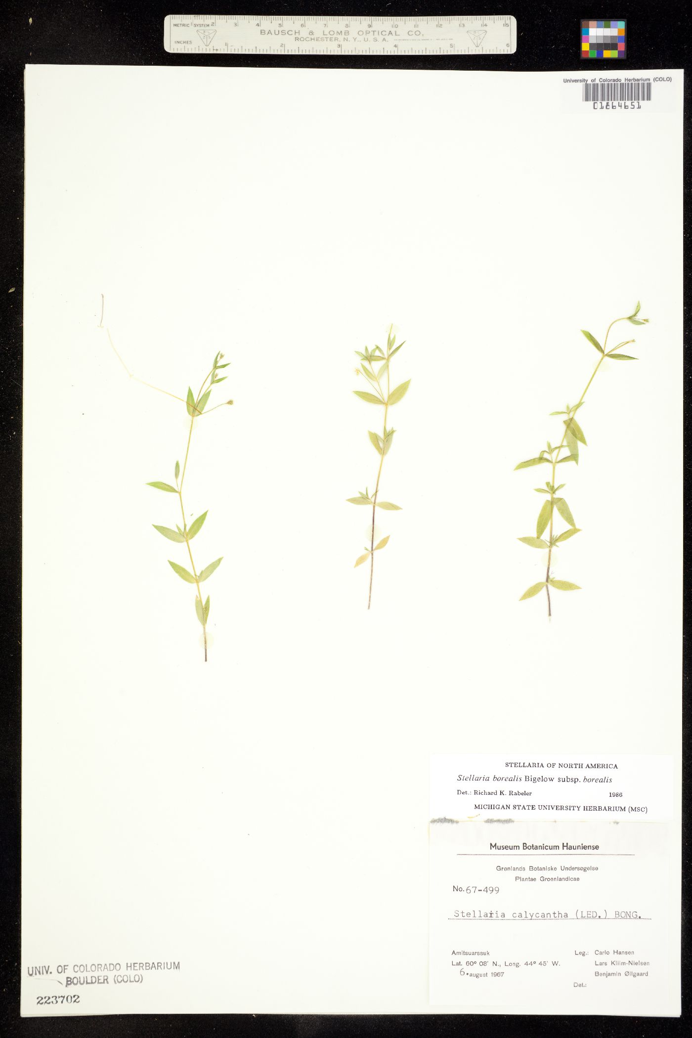 Stellaria borealis image