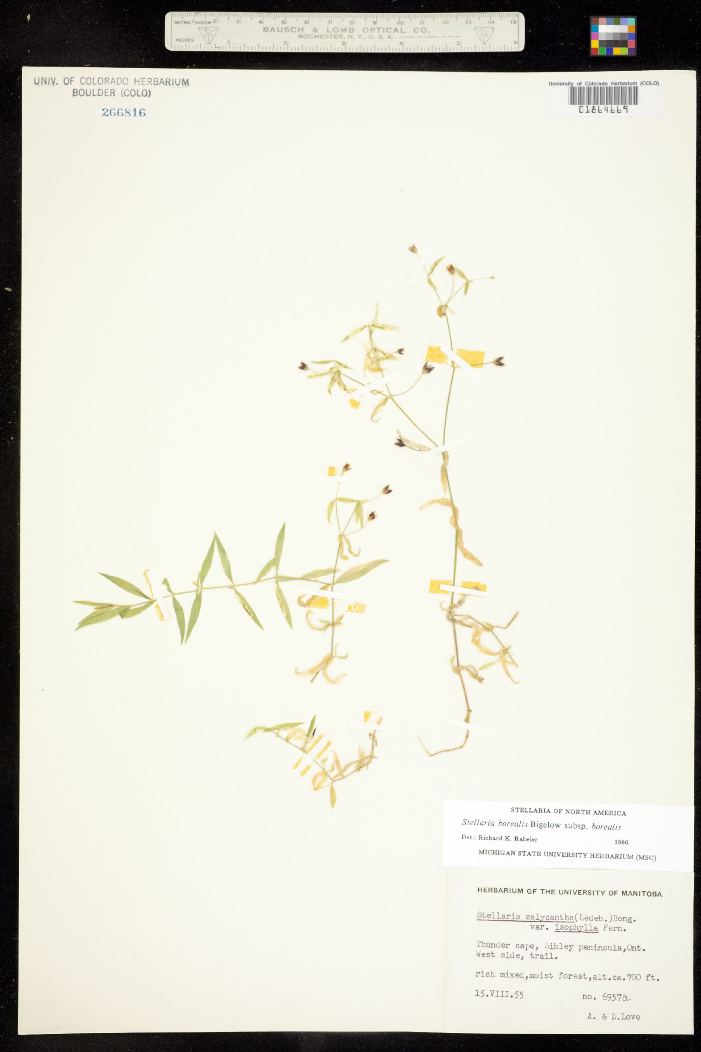 Stellaria borealis image