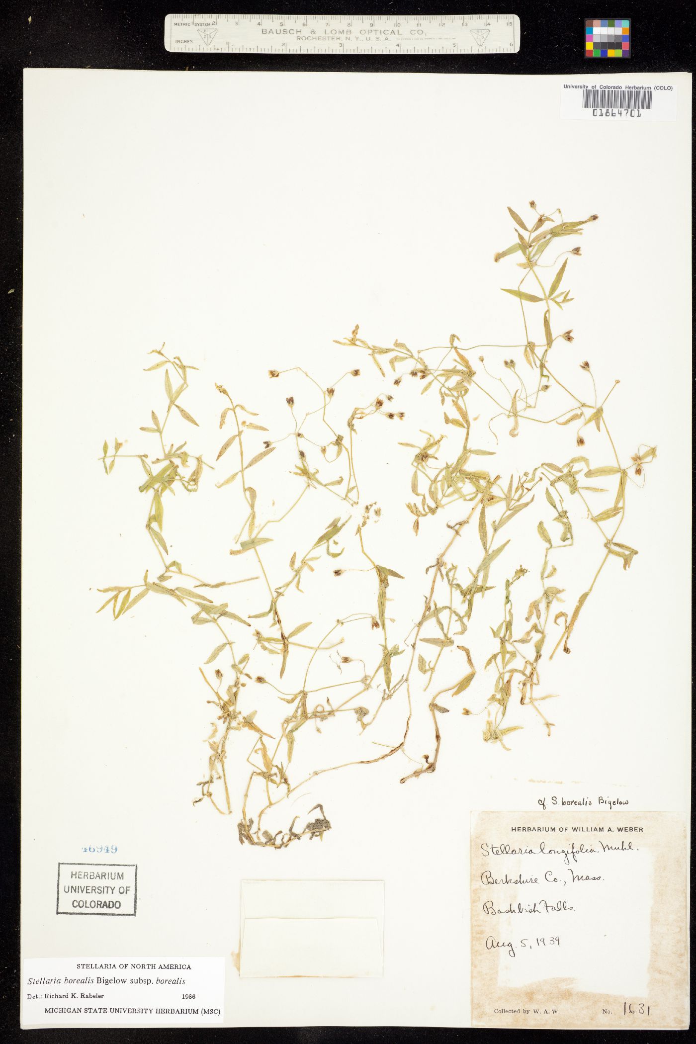 Stellaria borealis image