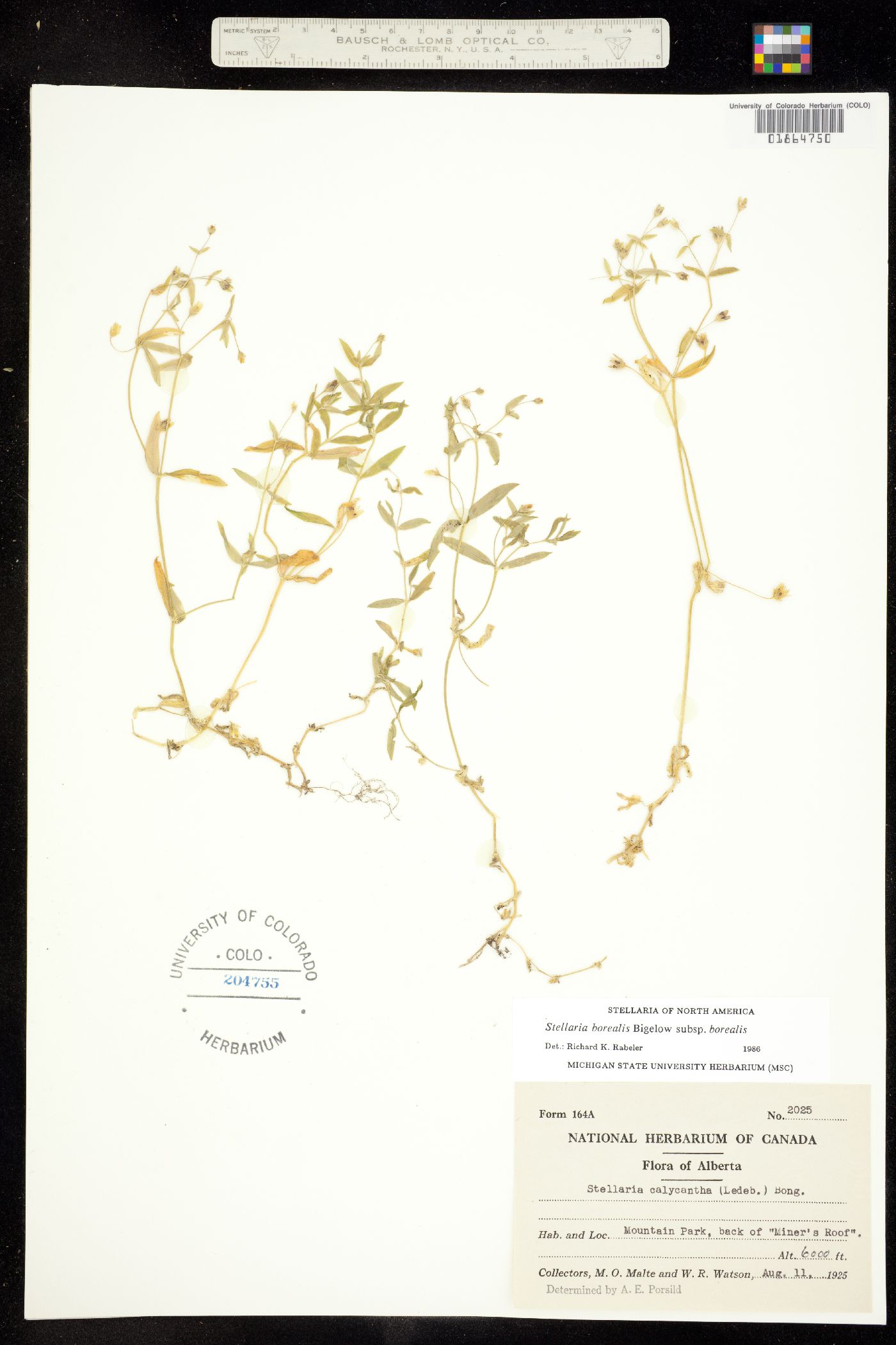 Stellaria borealis image