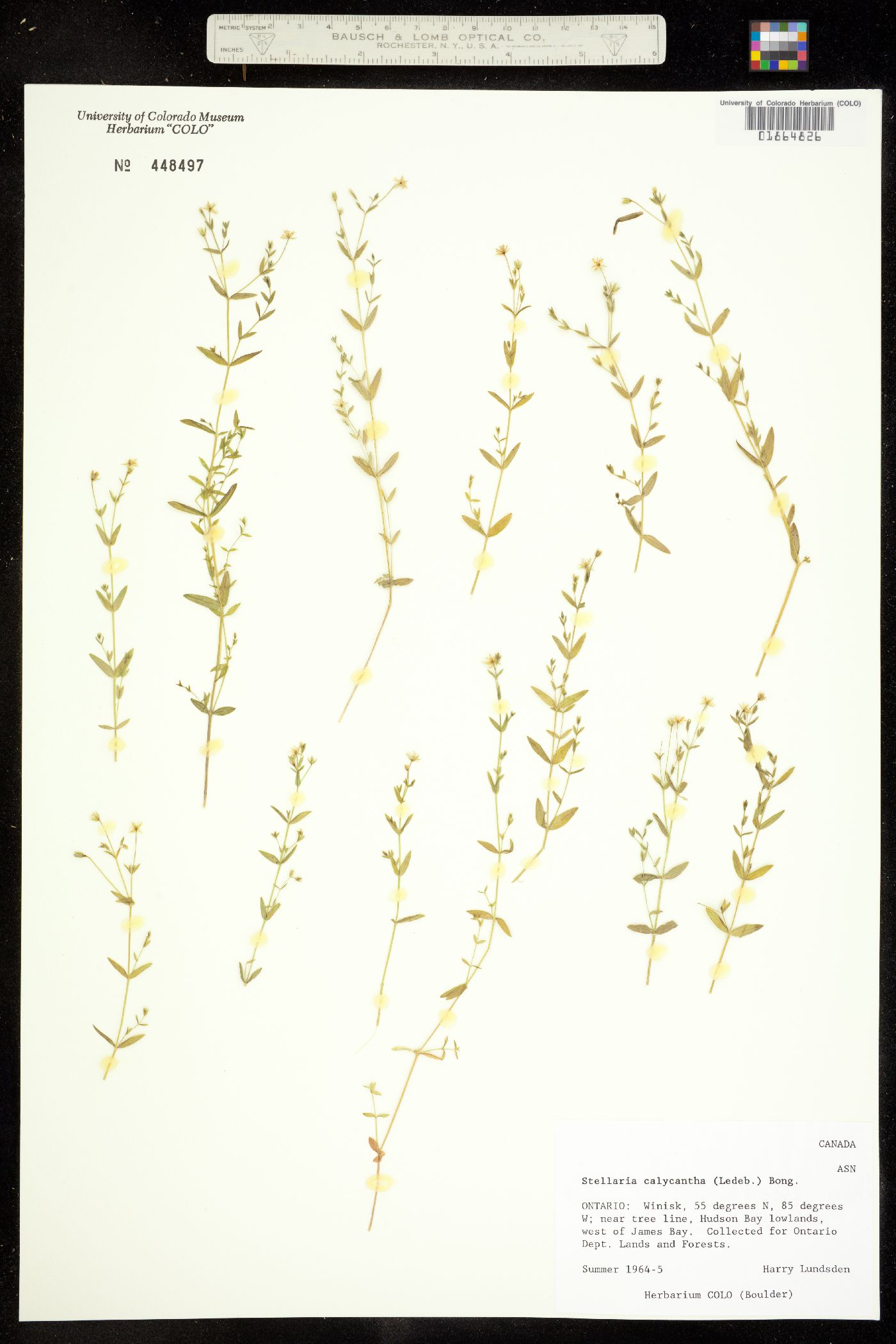 Stellaria calycantha image