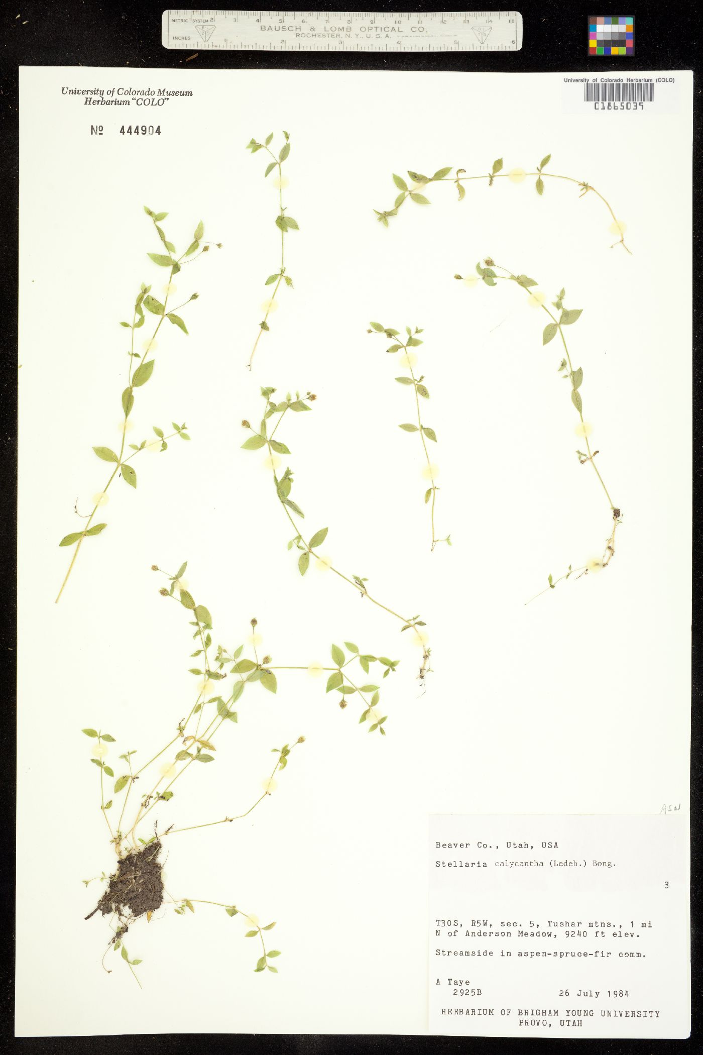 Stellaria calycantha image