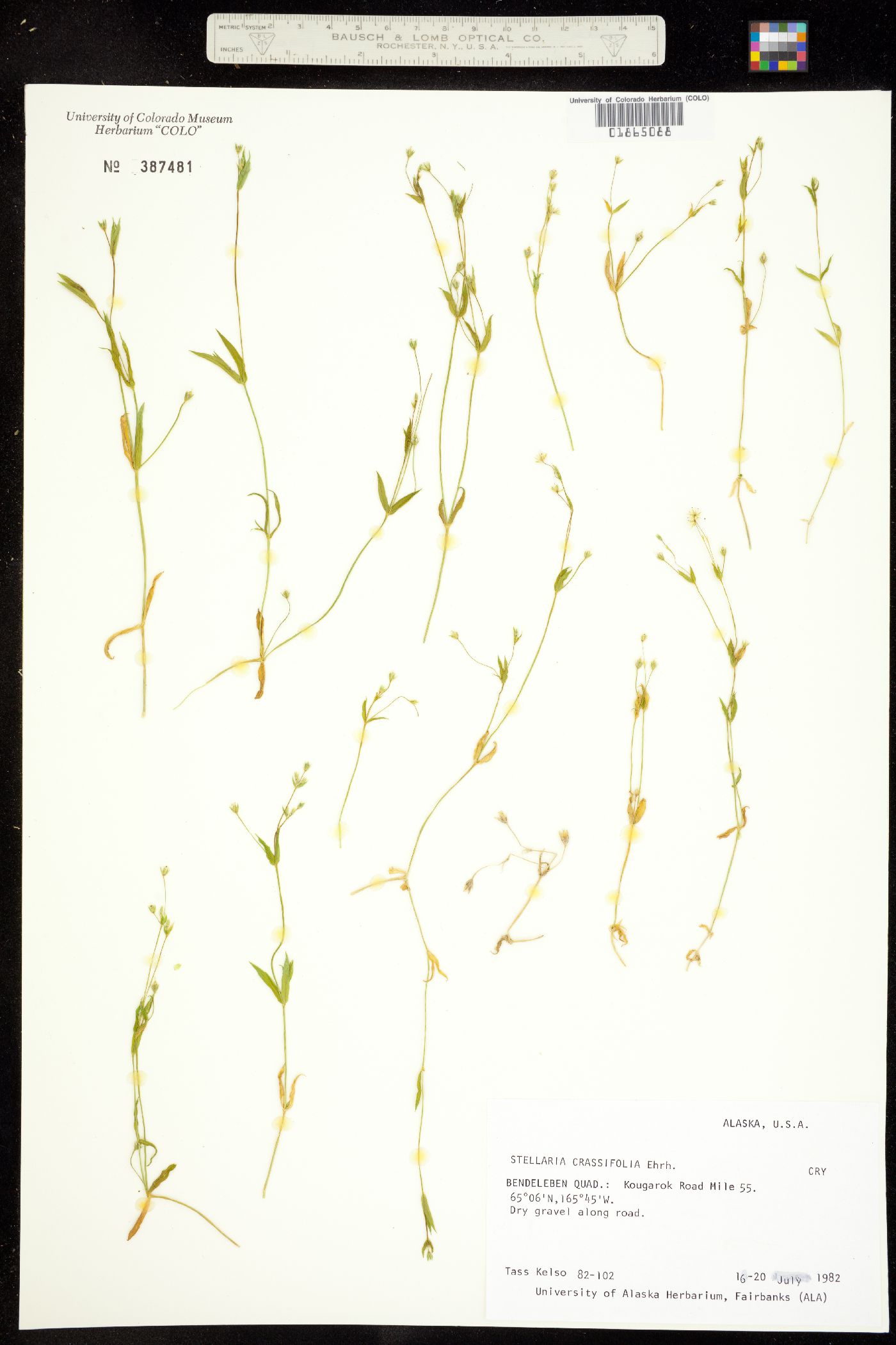Stellaria crassifolia image