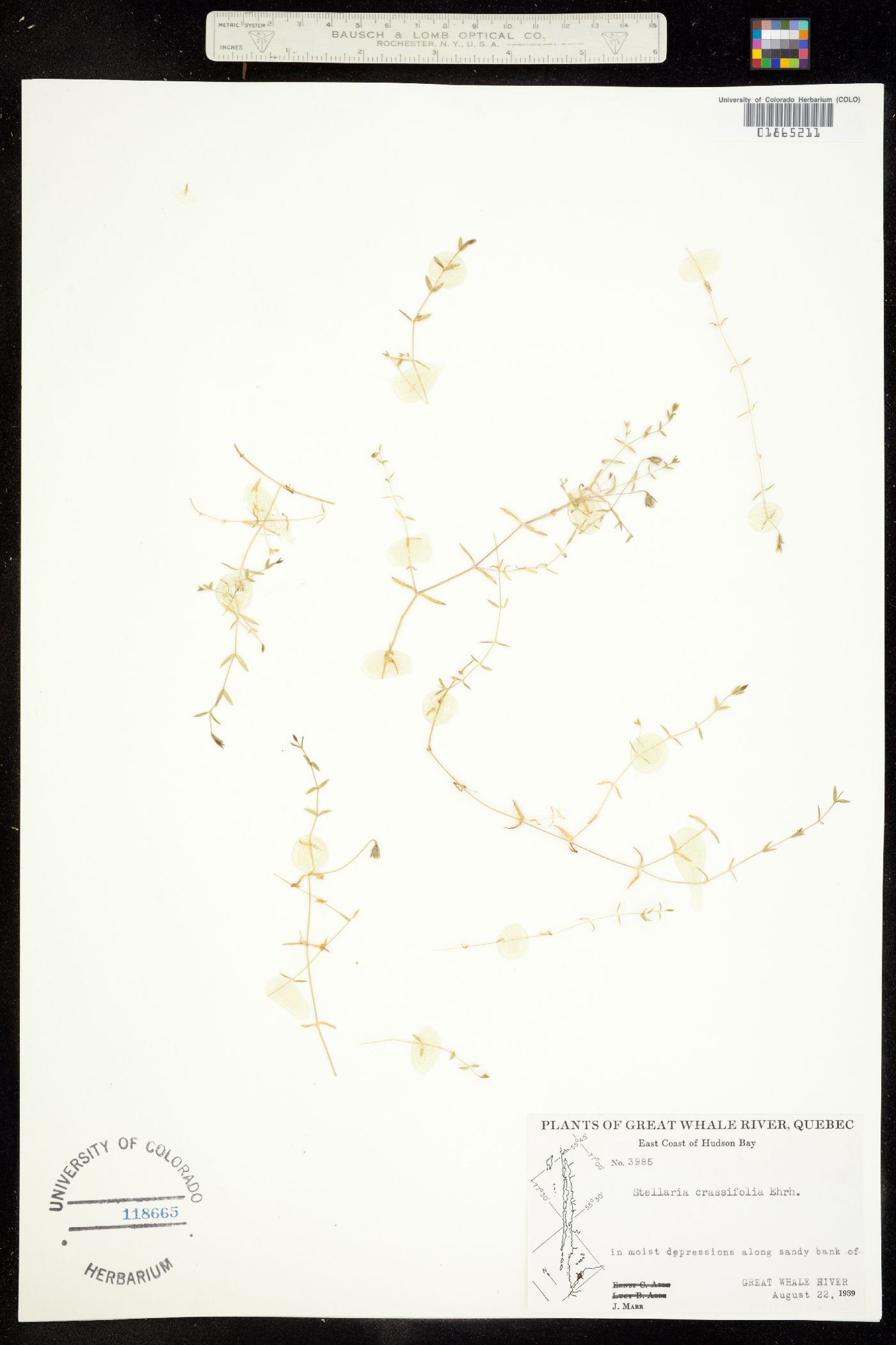 Stellaria image