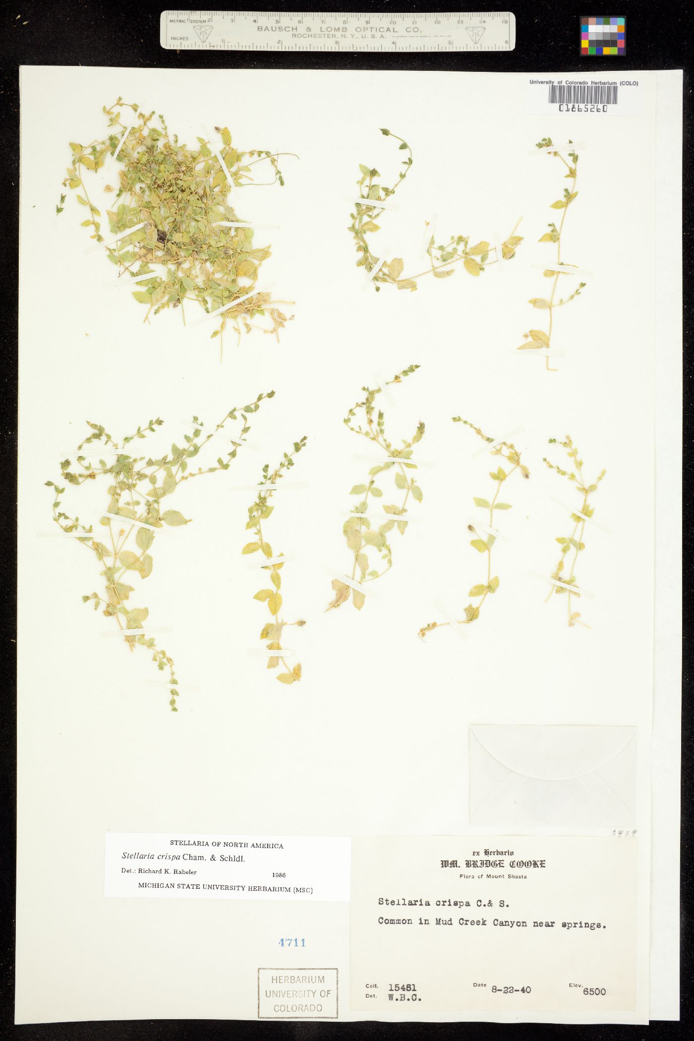 Stellaria crispa image