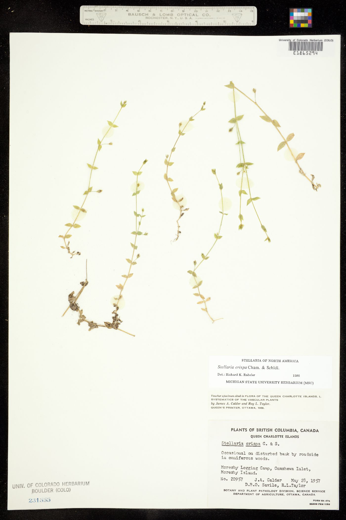 Stellaria crispa image