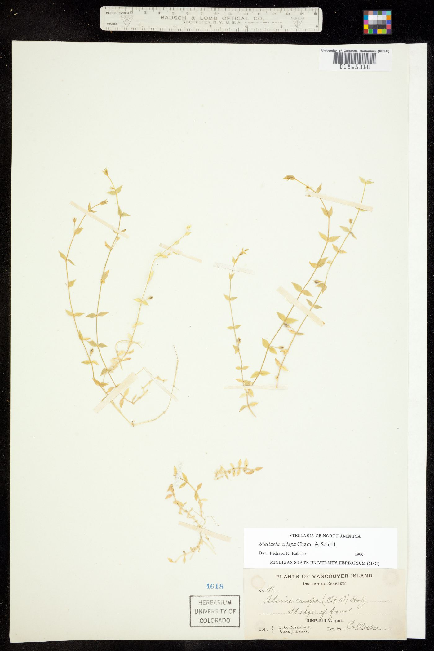 Stellaria crispa image