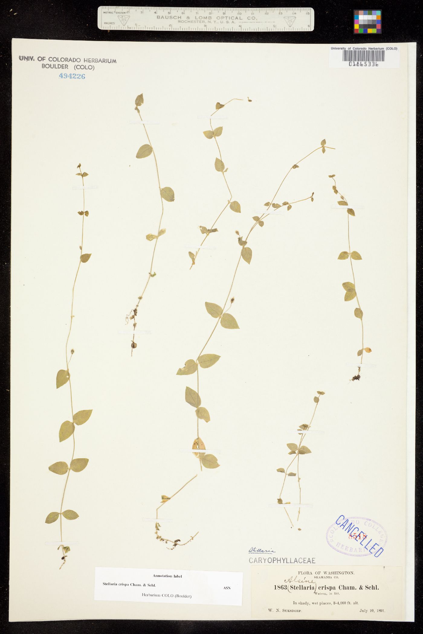 Stellaria crispa image