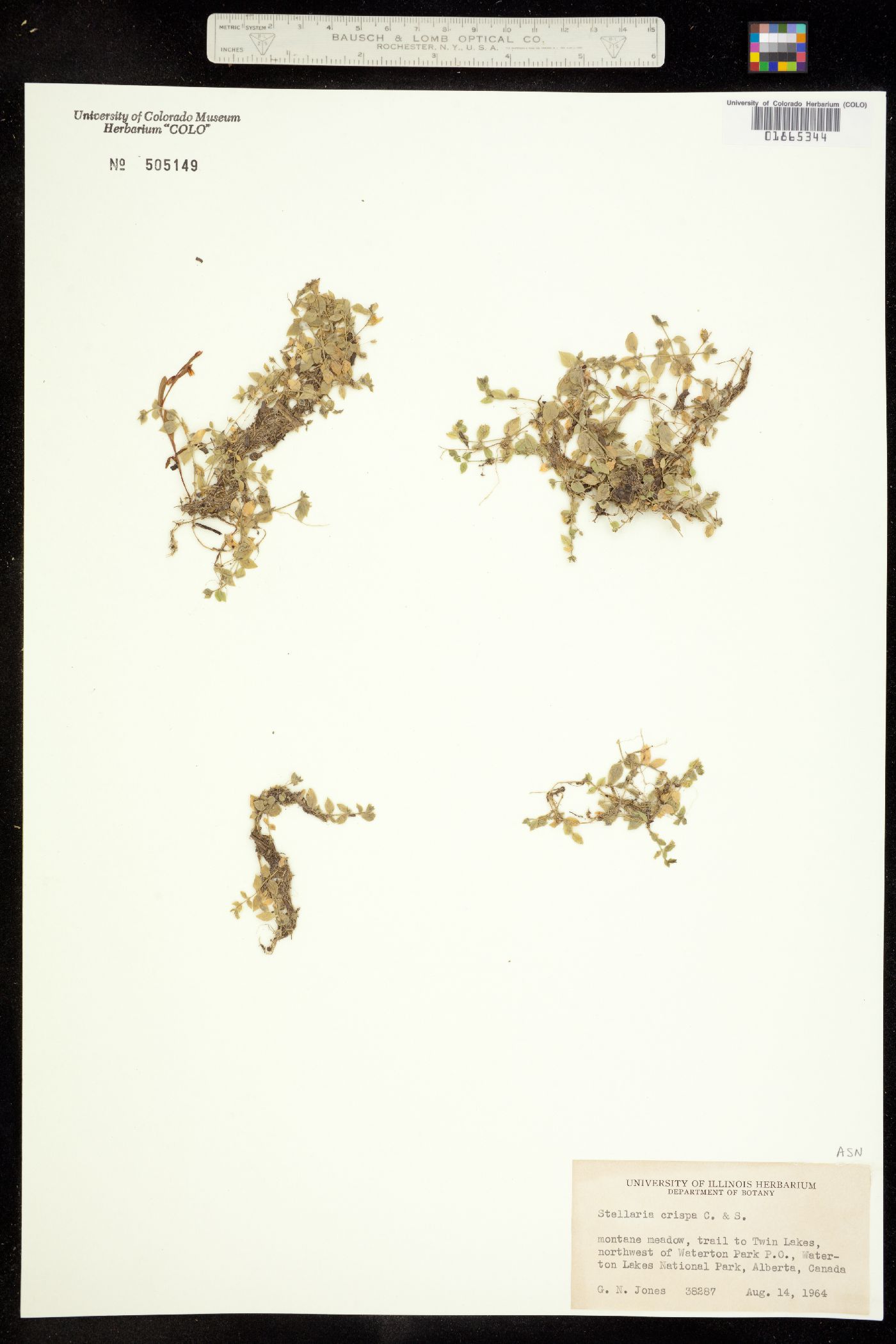 Stellaria crispa image