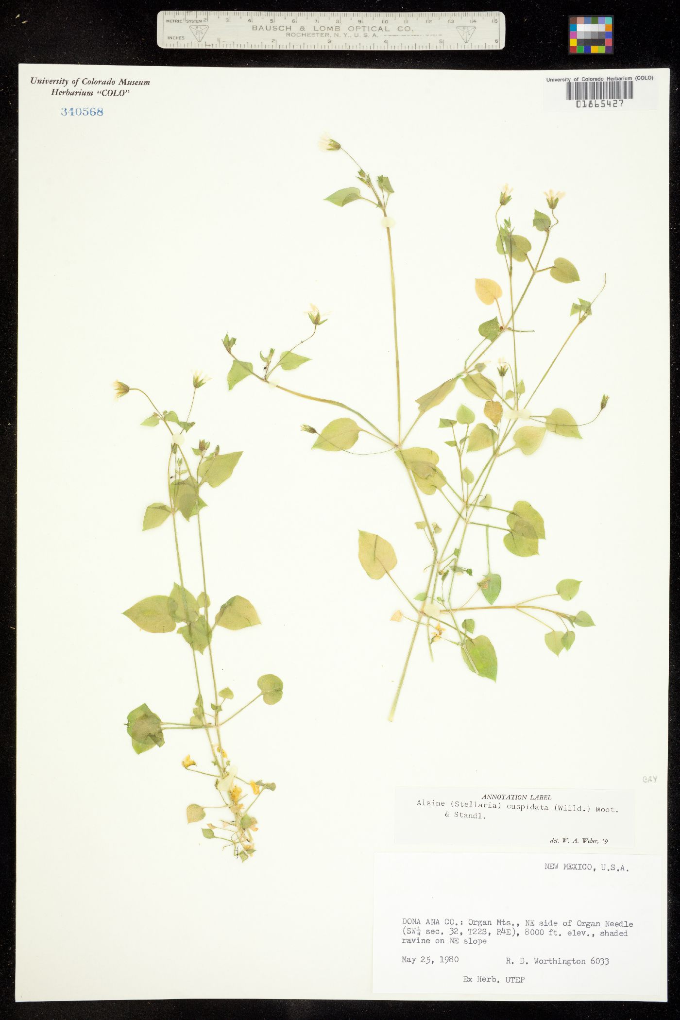 Stellaria cuspidata image