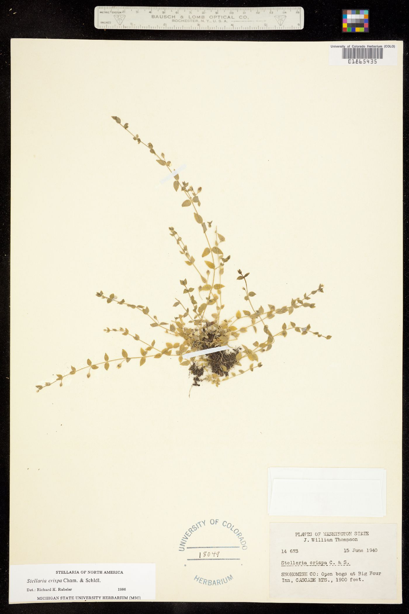 Stellaria crispa image