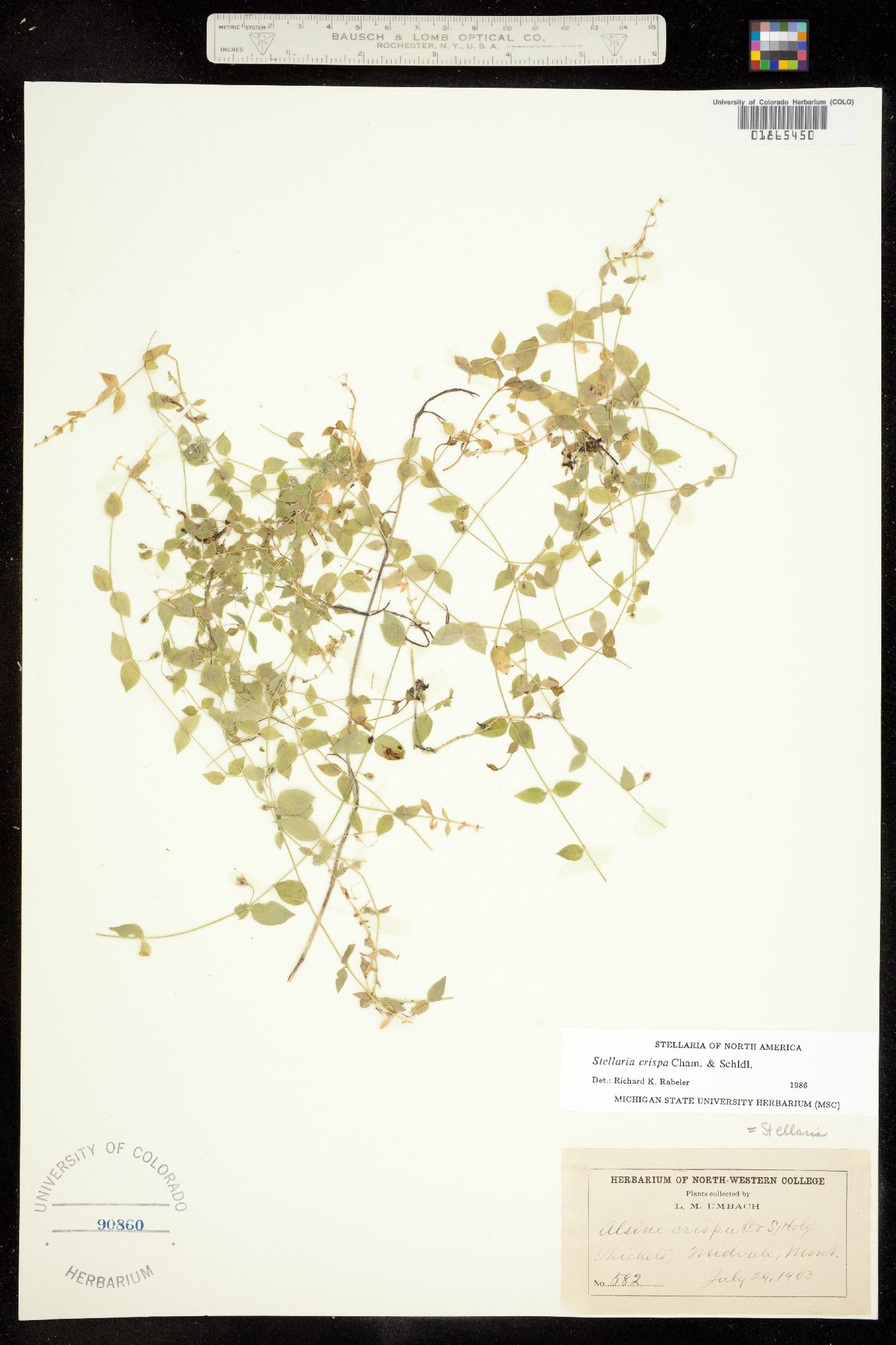Stellaria crispa image