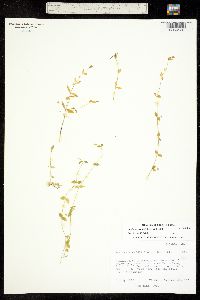 Image of Stellaria crispa