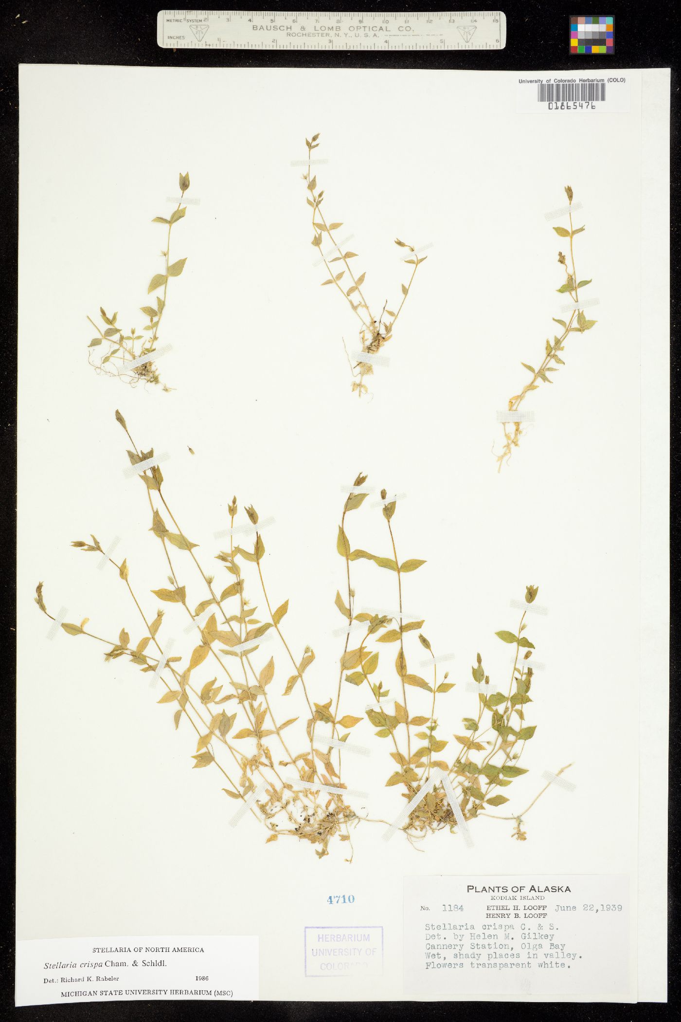 Stellaria crispa image