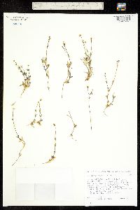 Stellaria longipes ssp. longipes image