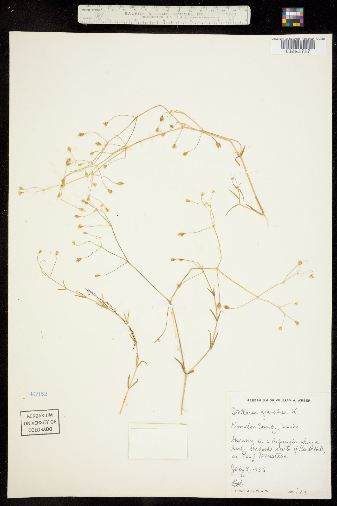 Stellaria graminea image