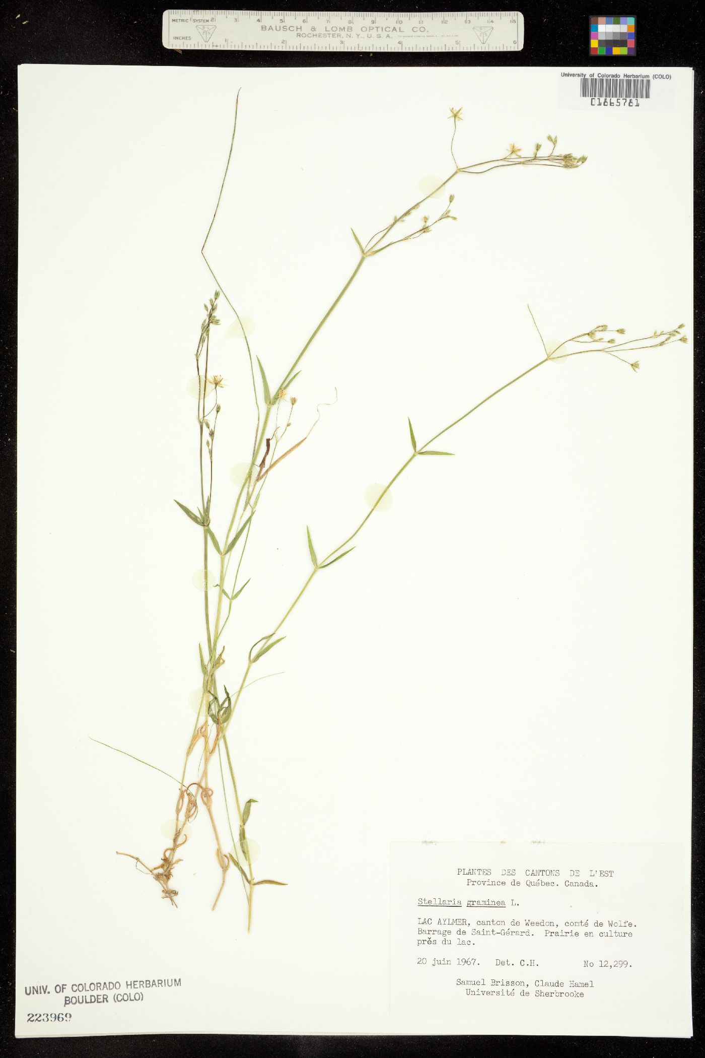 Stellaria graminea image