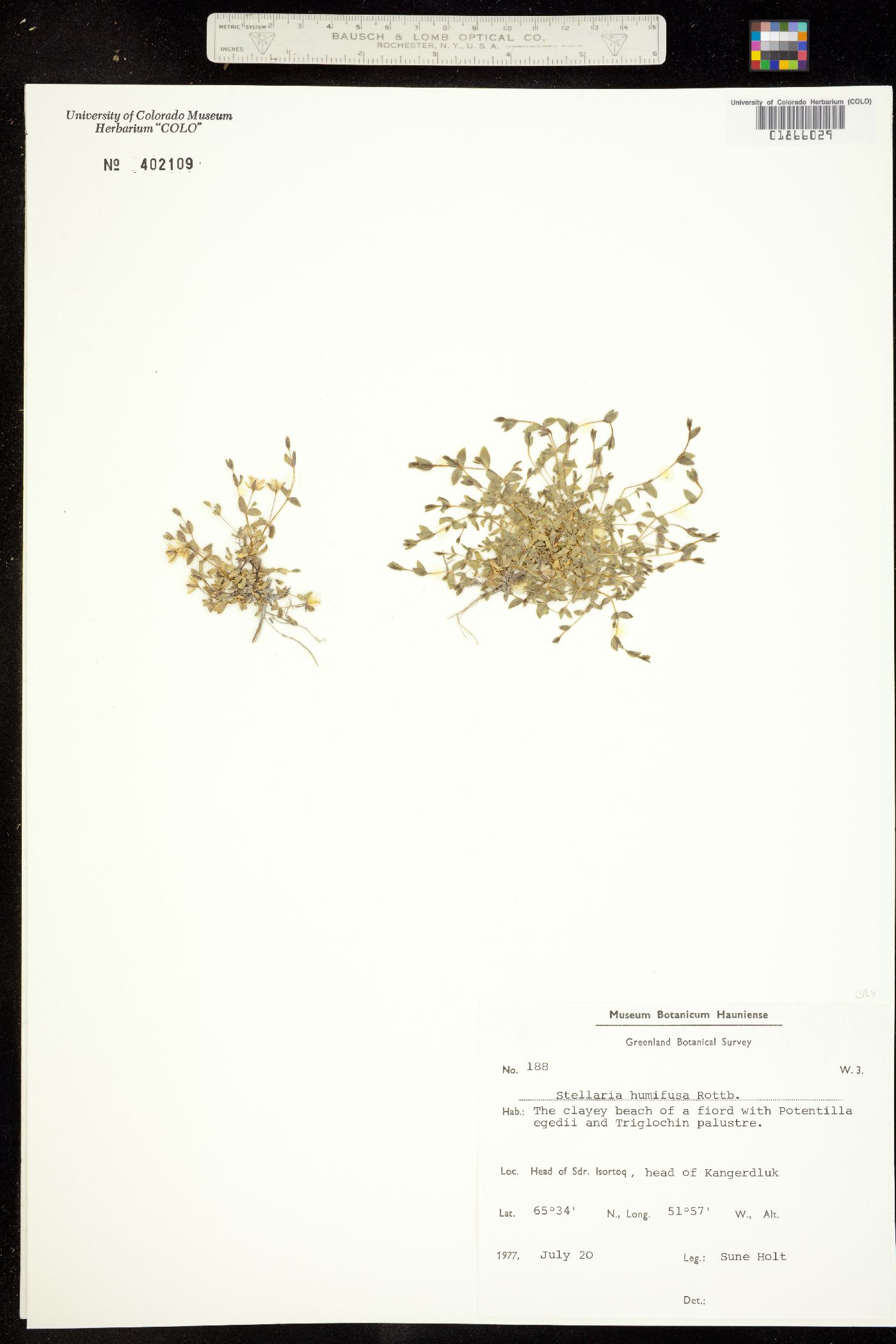 Stellaria image