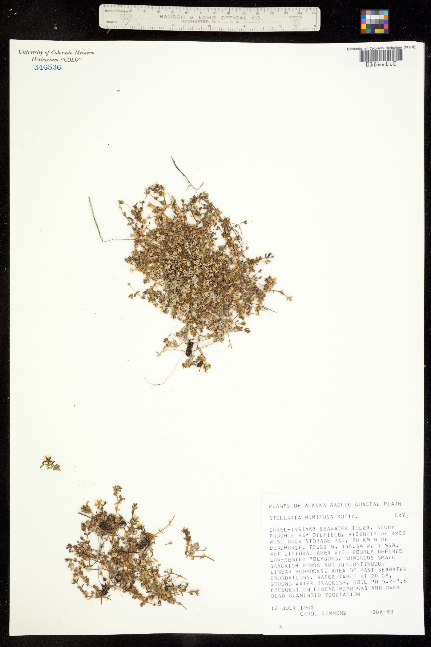 Stellaria humifusa image
