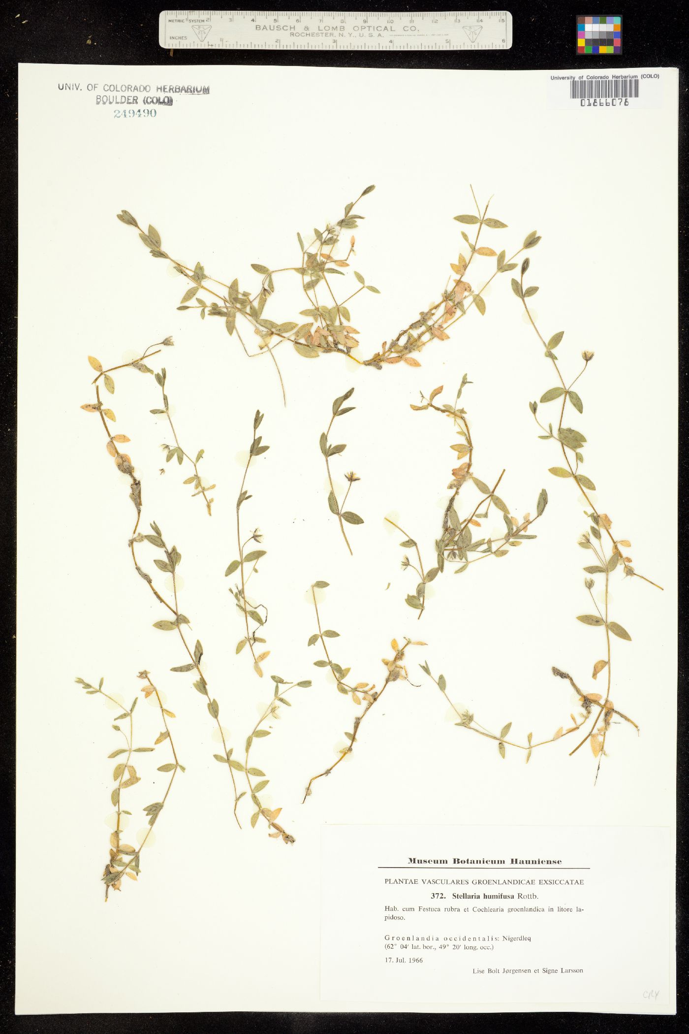 Stellaria humifusa image