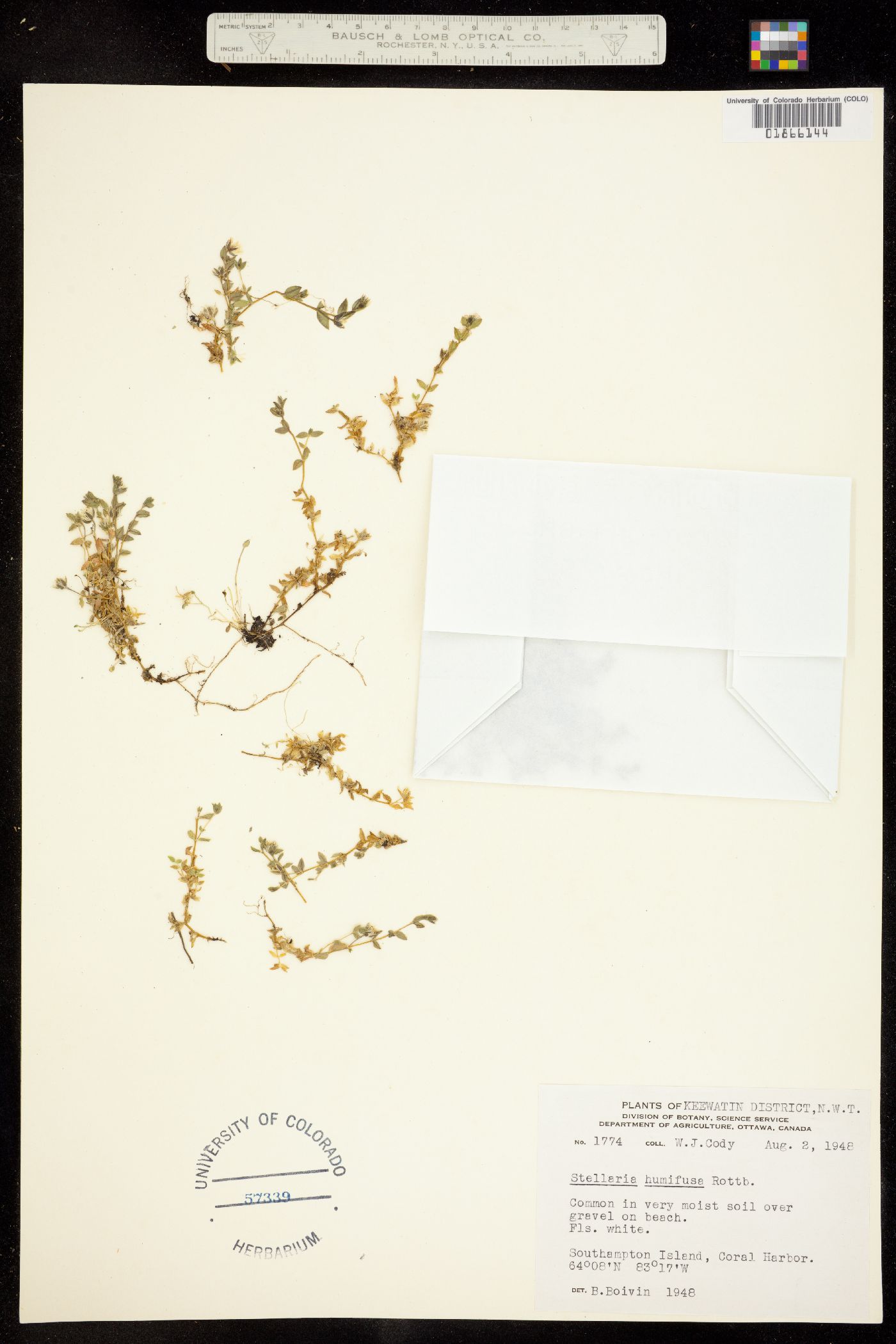 Stellaria humifusa image