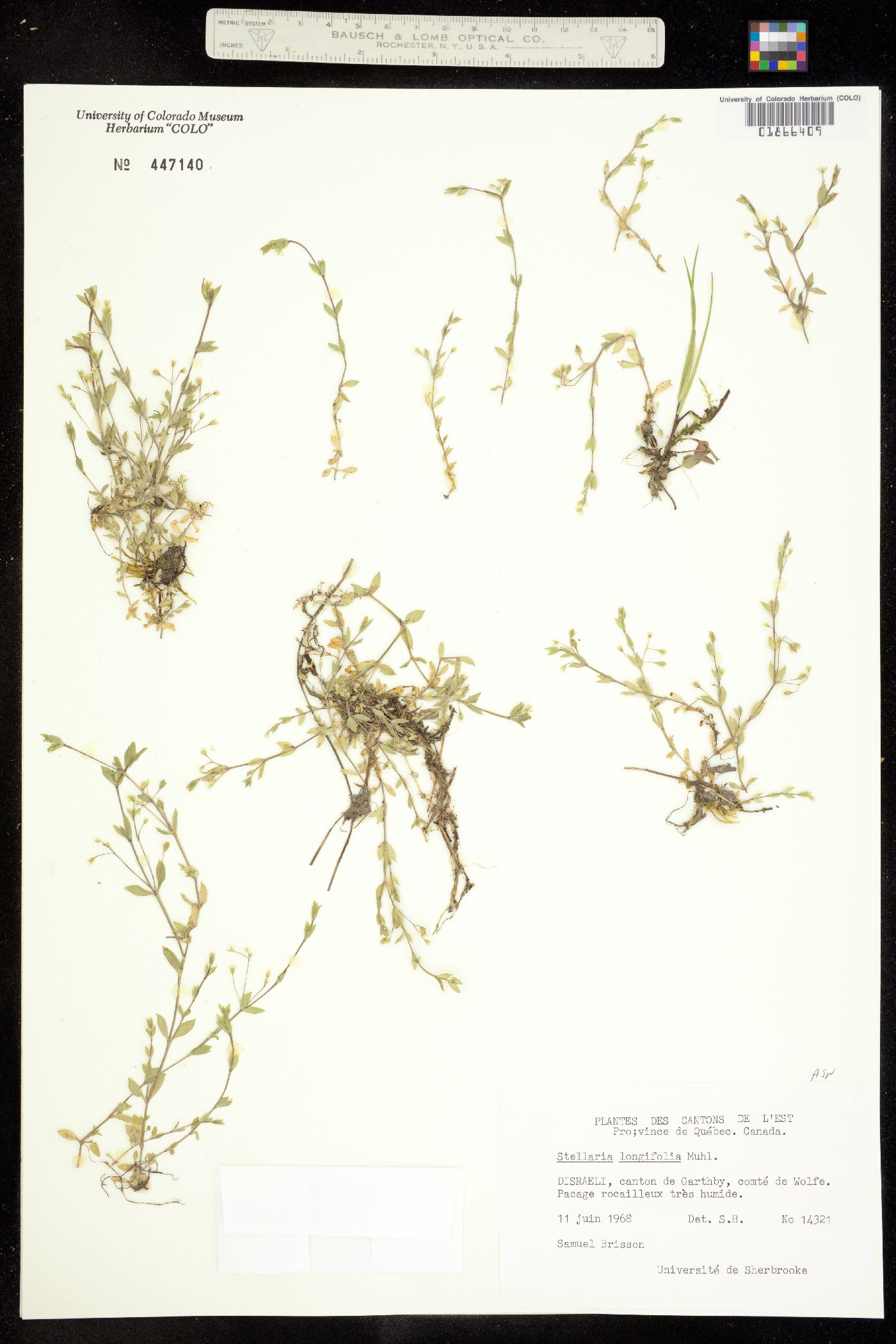 Stellaria longifolia image