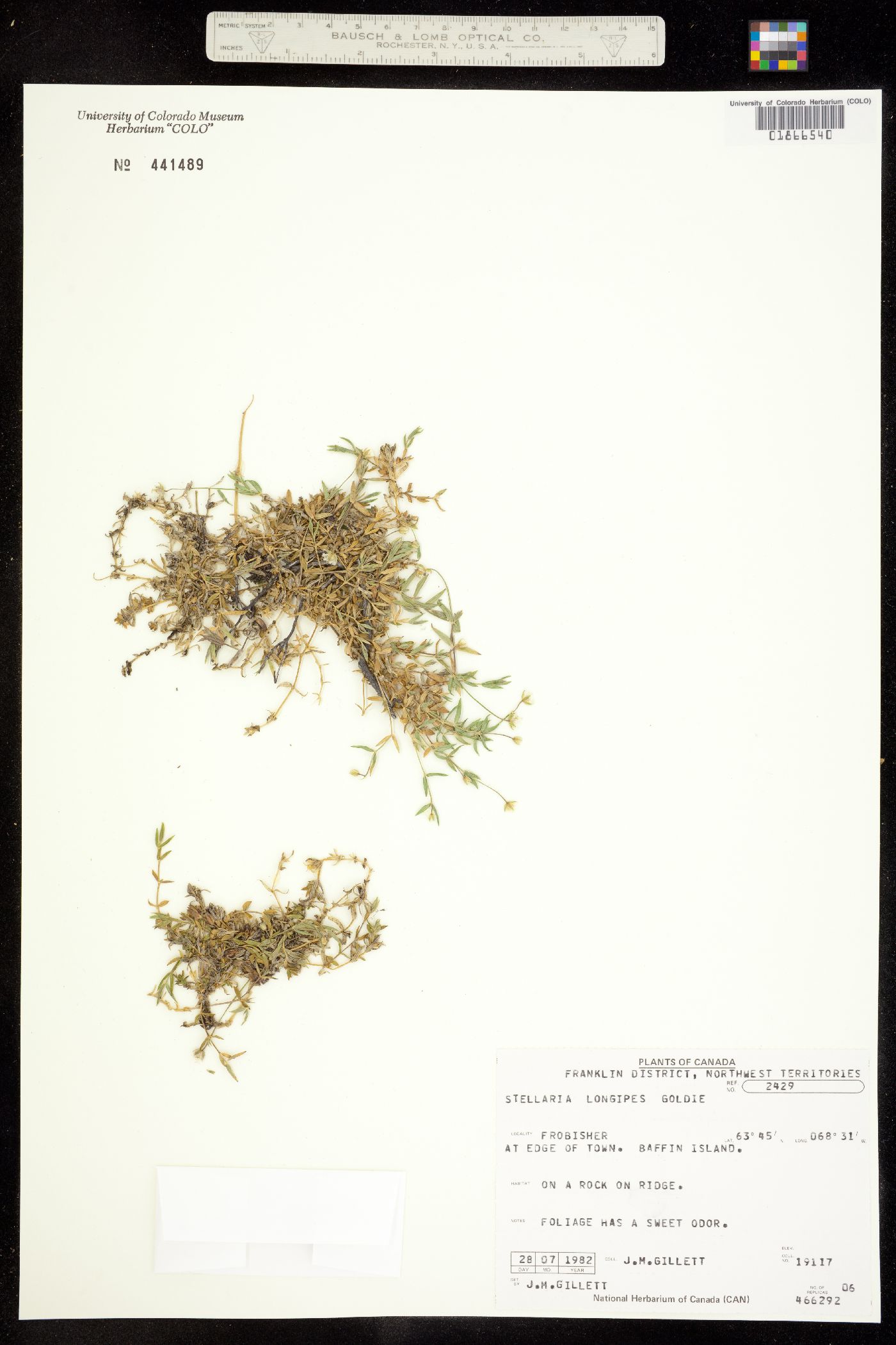 Stellaria longipes image