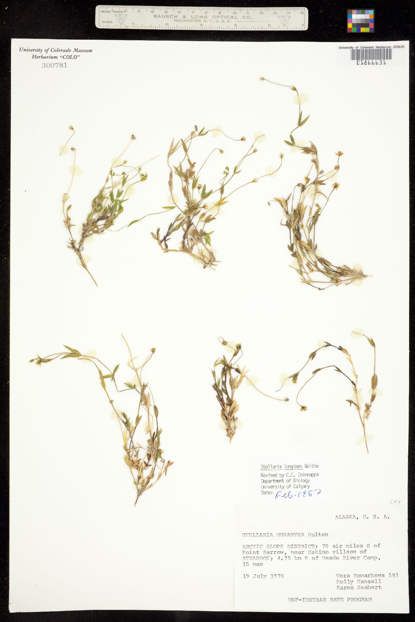 Stellaria longipes image