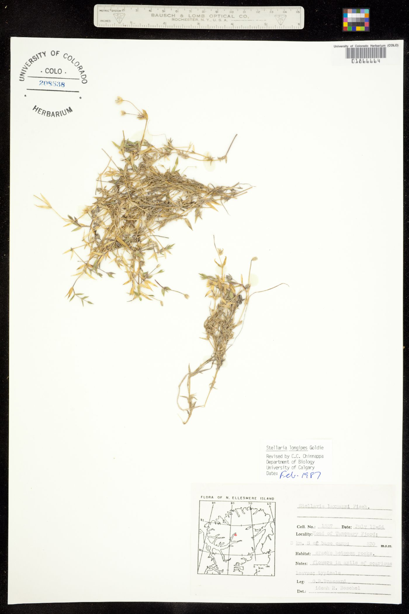 Stellaria longipes image