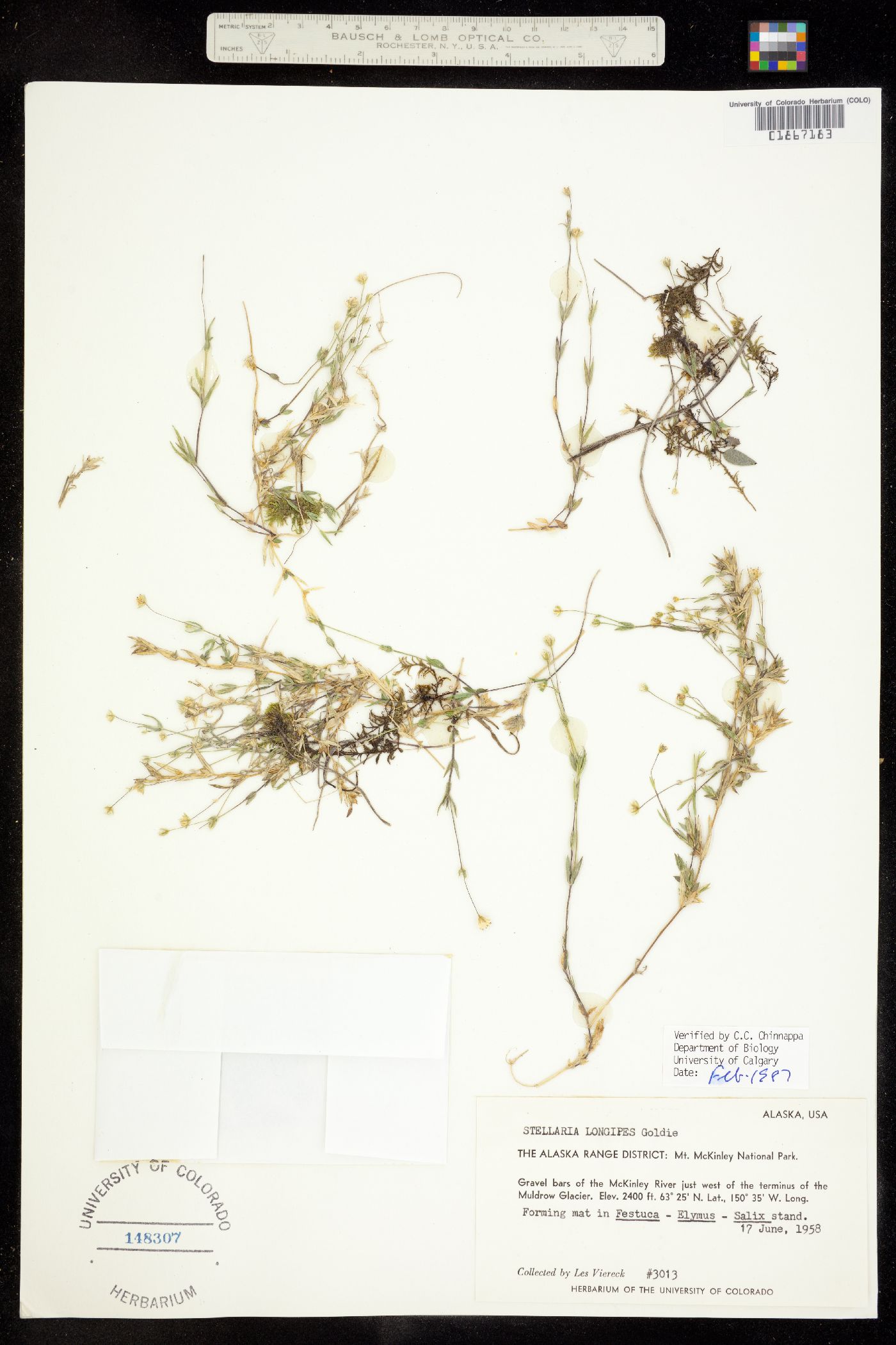 Alsinaceae image
