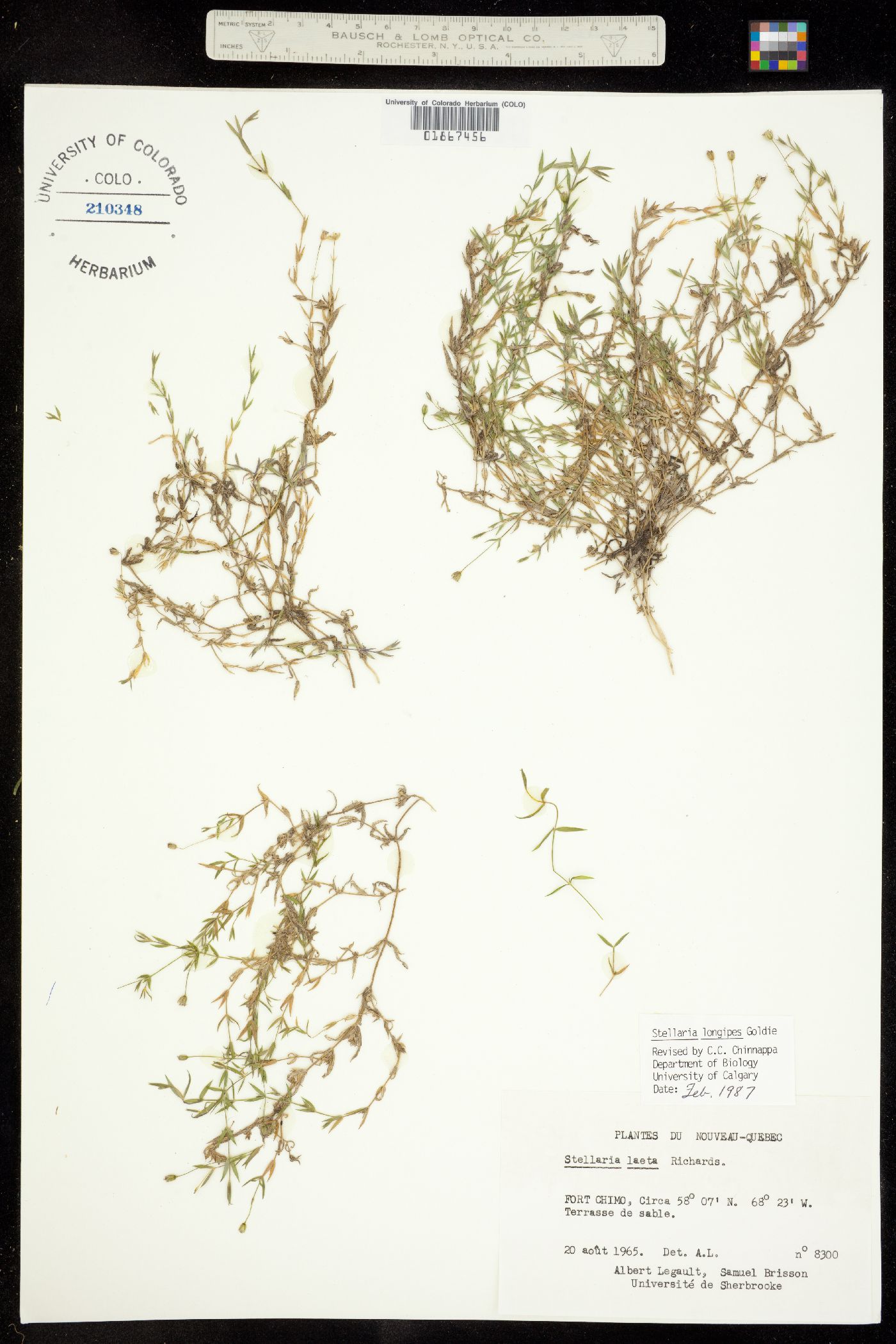 Alsinaceae image