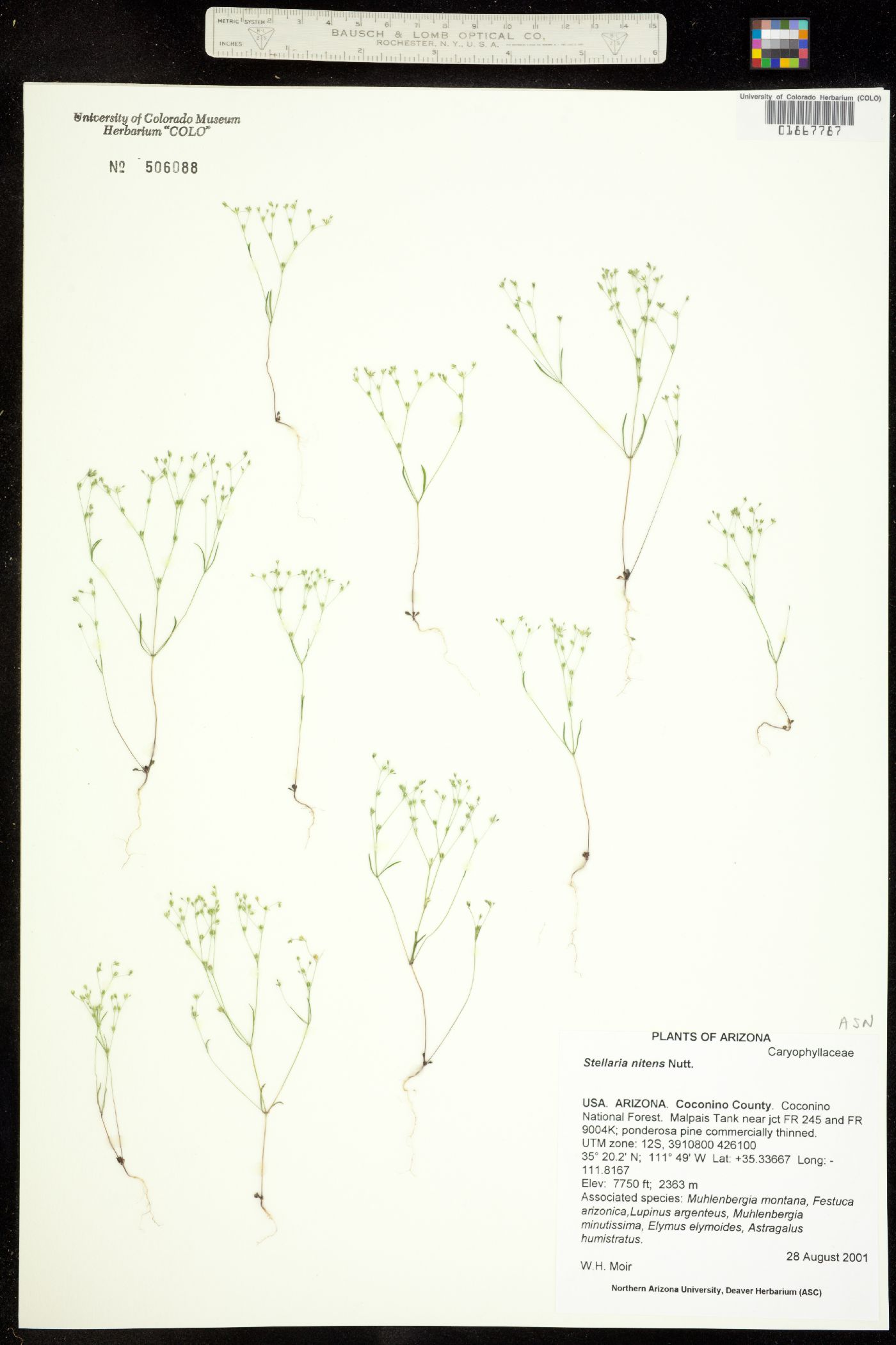 Stellaria nitens image