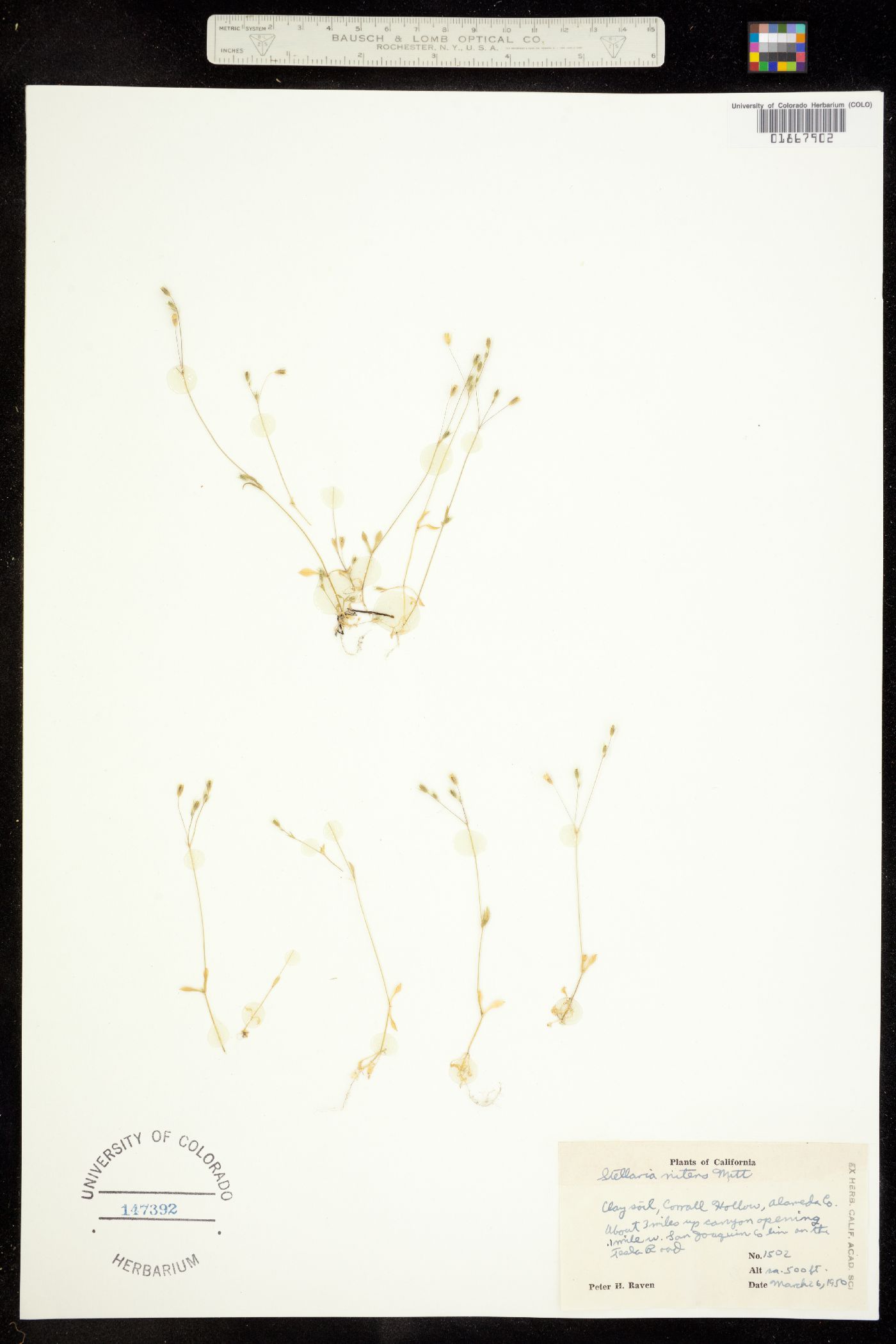 Stellaria nitens image