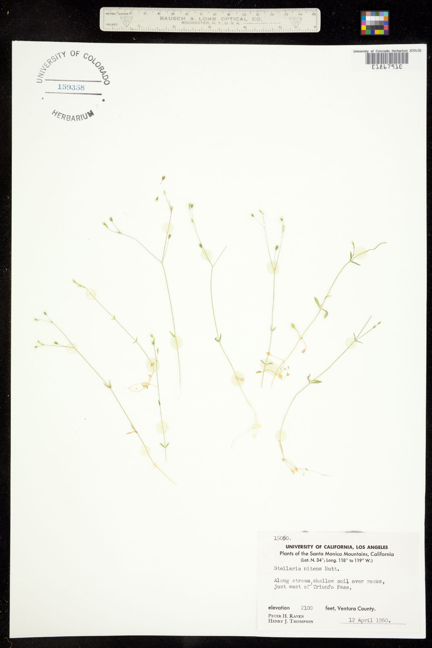 Stellaria nitens image