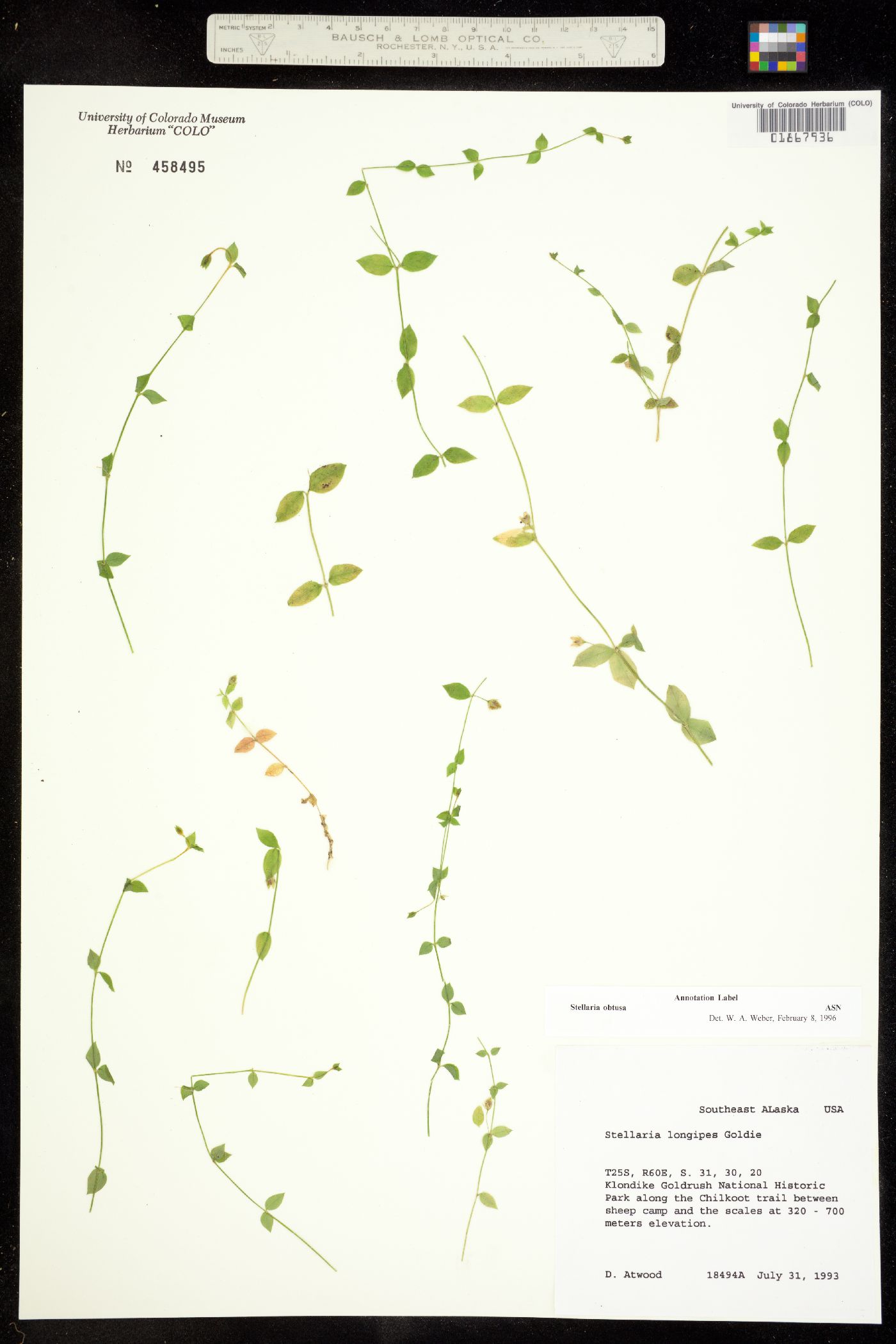 Stellaria obtusa image