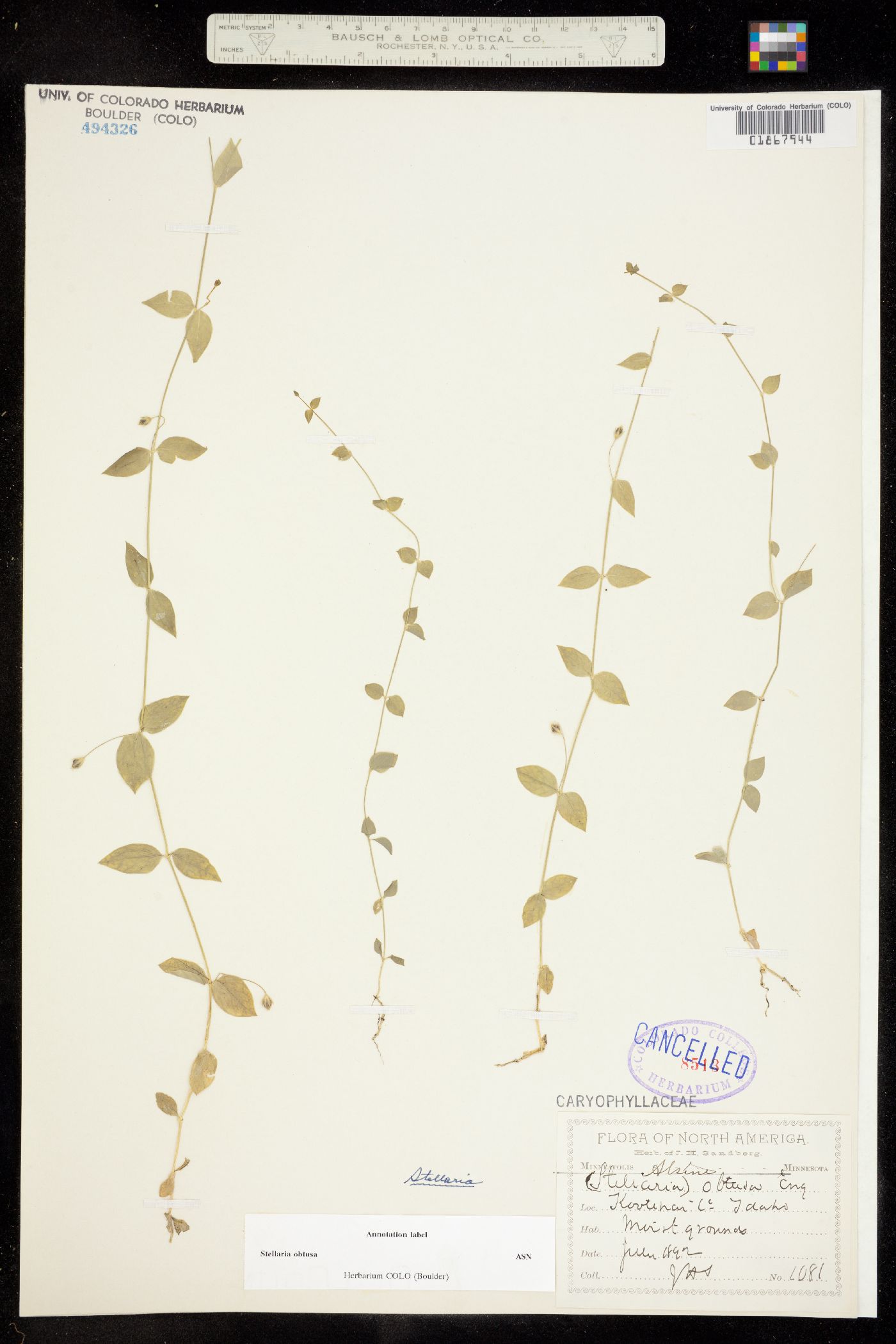 Stellaria obtusa image