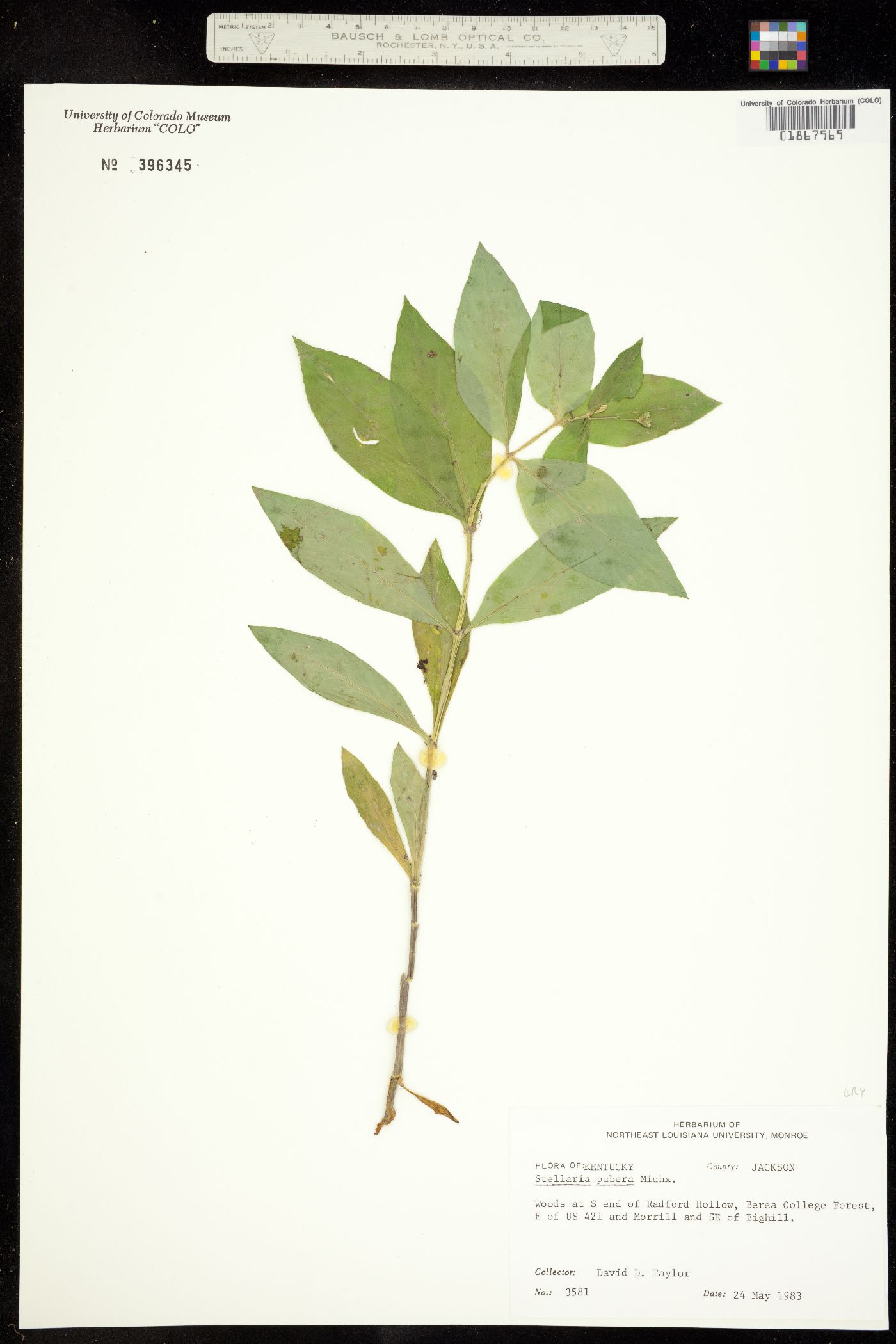 Stellaria pubera image