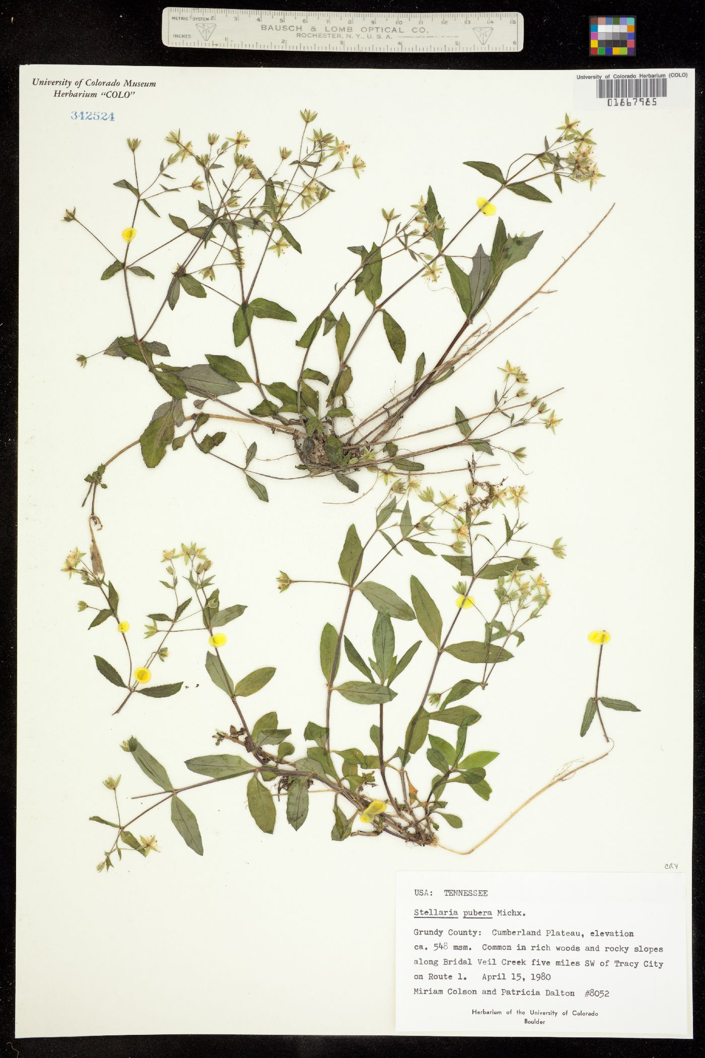 Stellaria pubera image